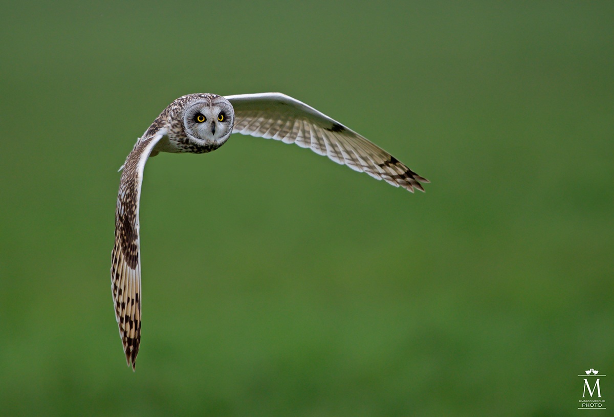 Gufo di Palude in Volo