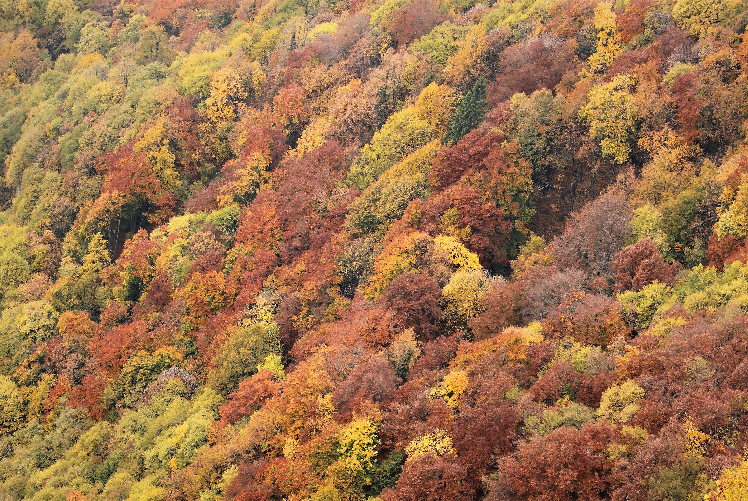 foliage, Monte Cengio