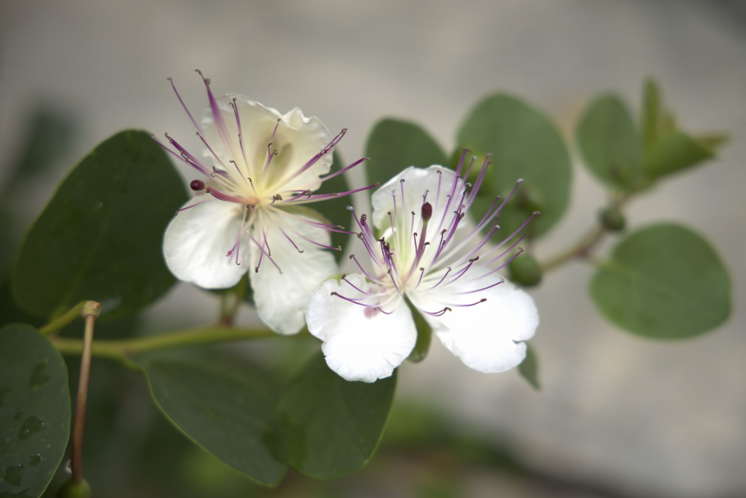 caper flower