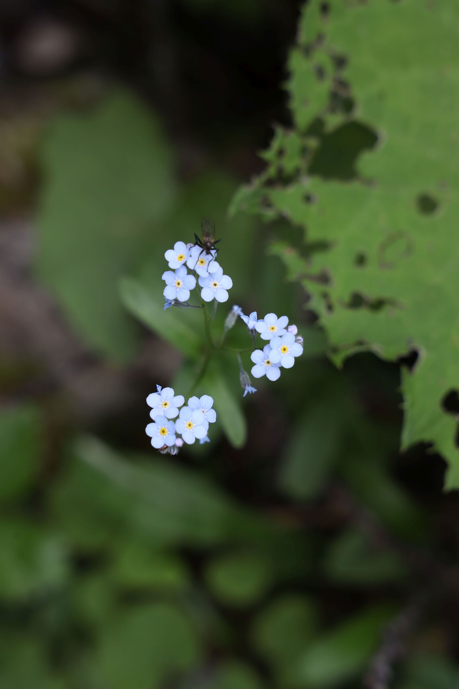 myosotis, nontiscordardime