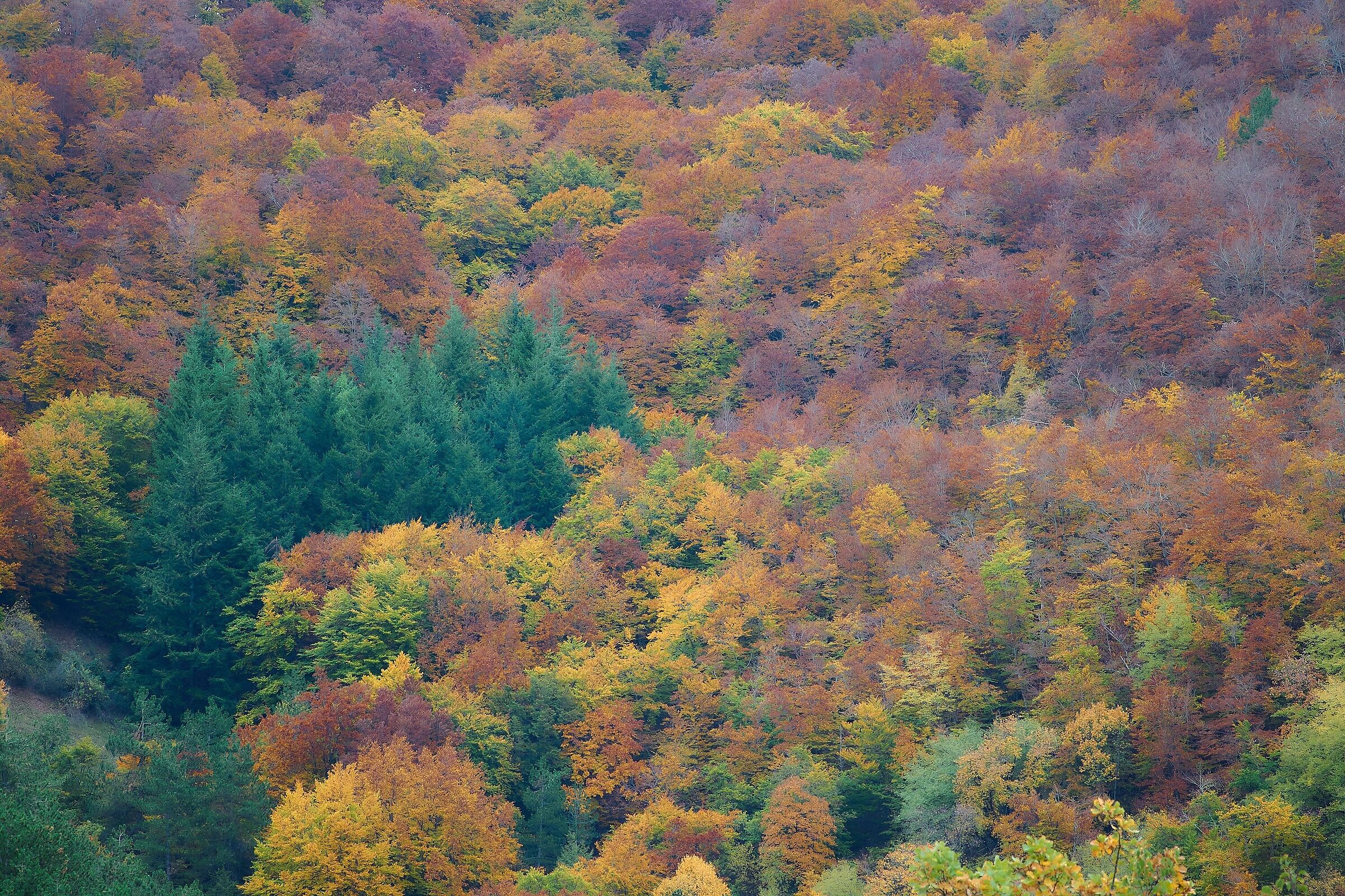 Finally a bit of Autumn
