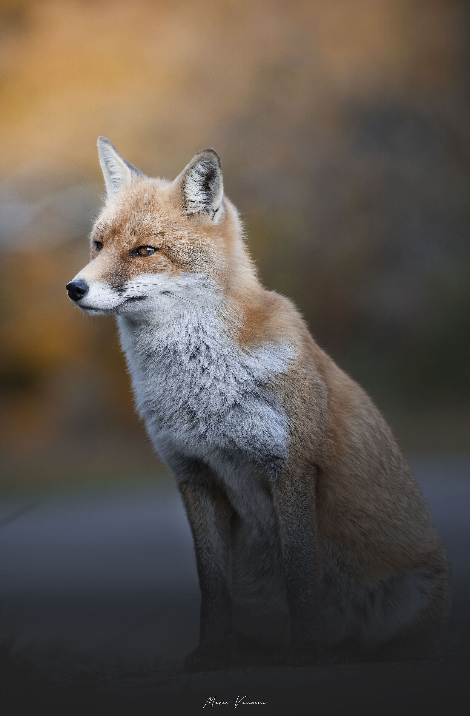 Attentive look