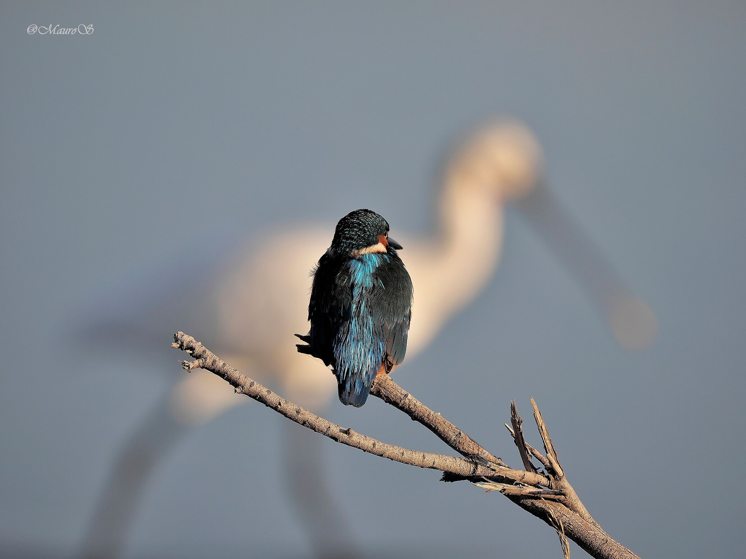 Martin P con sfondo sfocato di Spatola