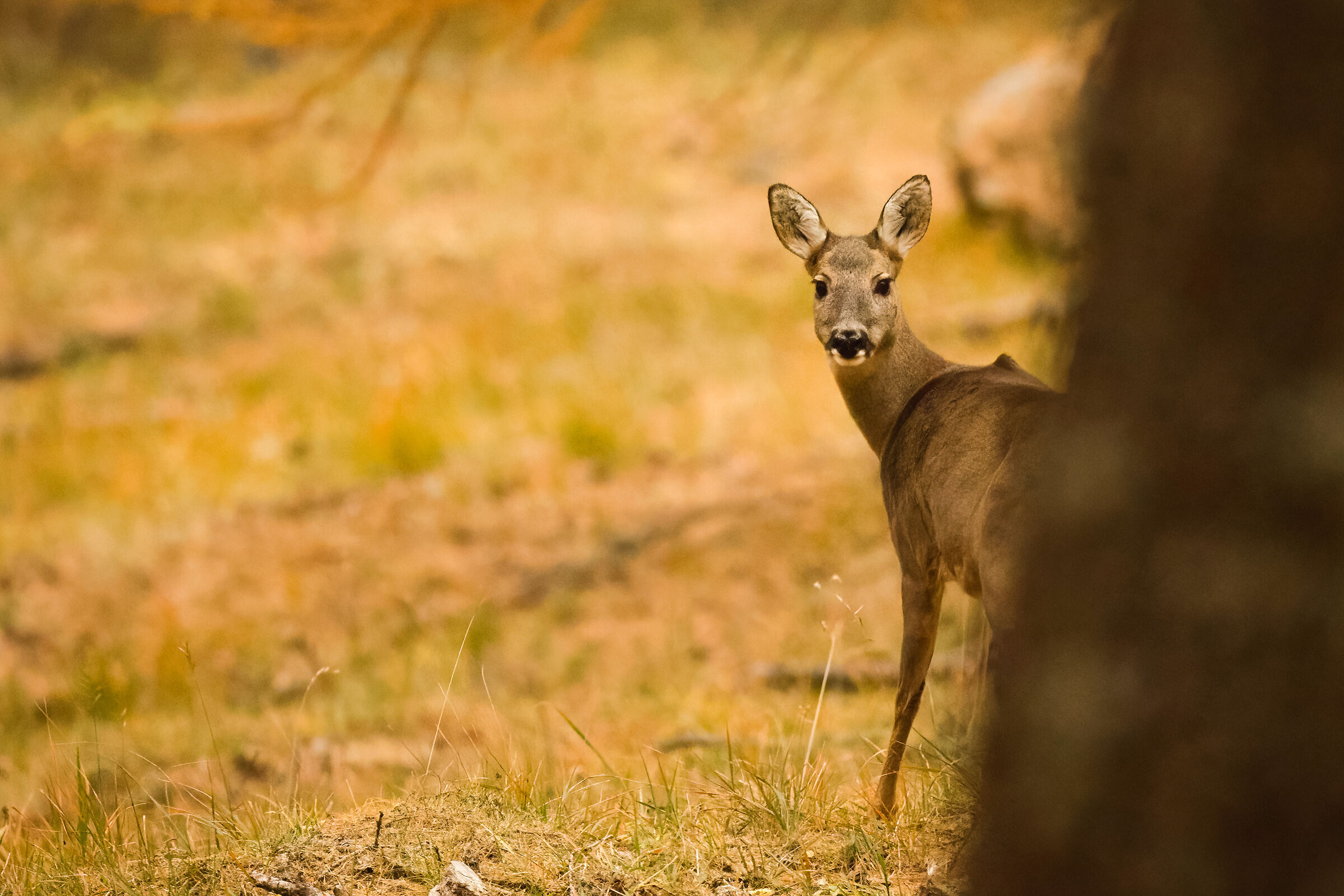 Fenestrelle Roe Deer