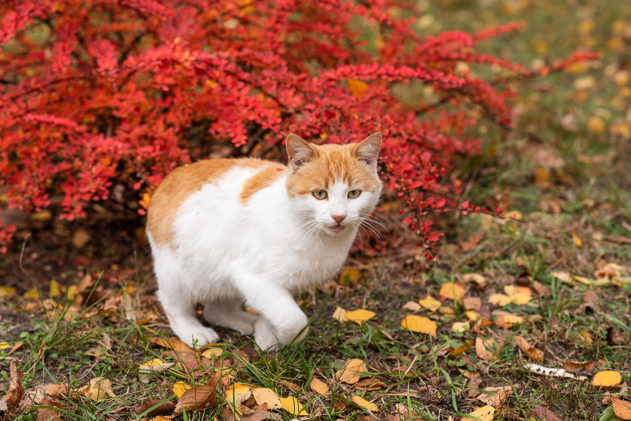 gatto d'autunno
