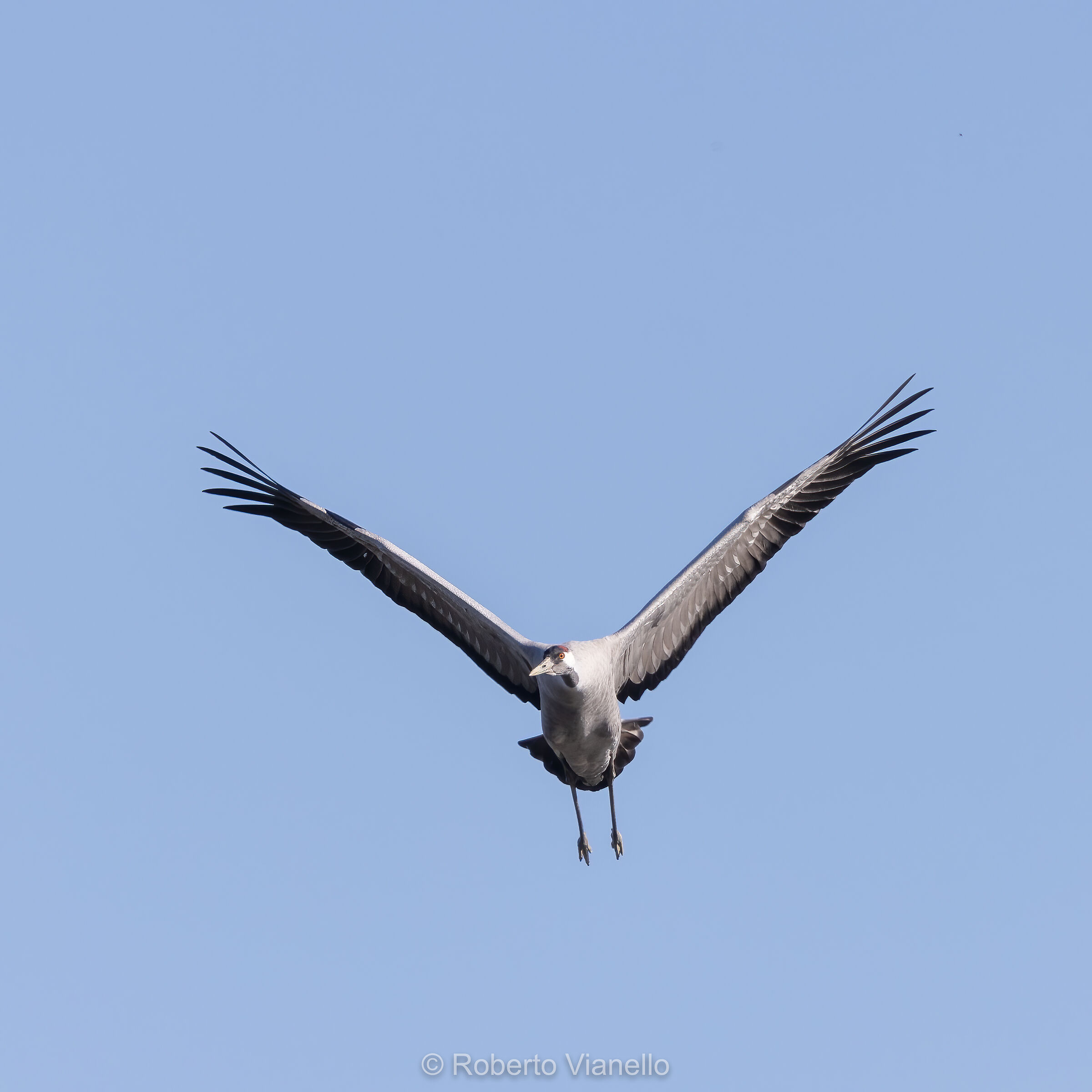 Gru (Grus grus)