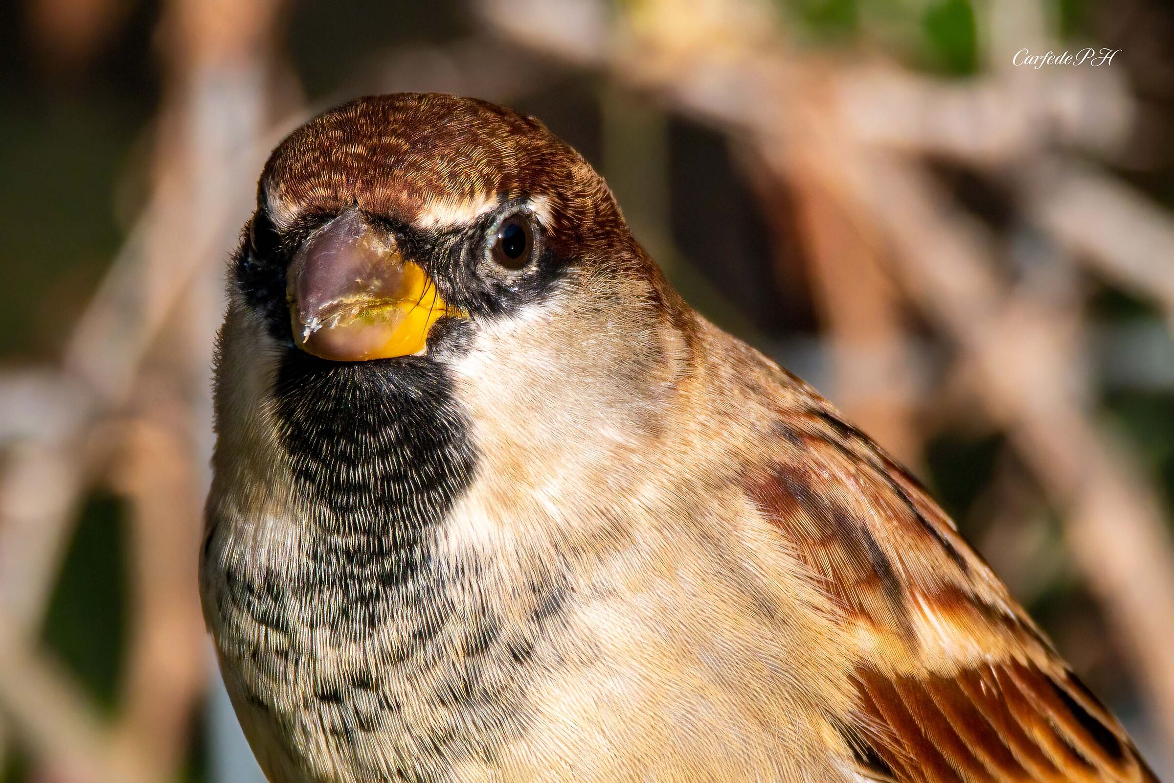 portrait of a sparrow