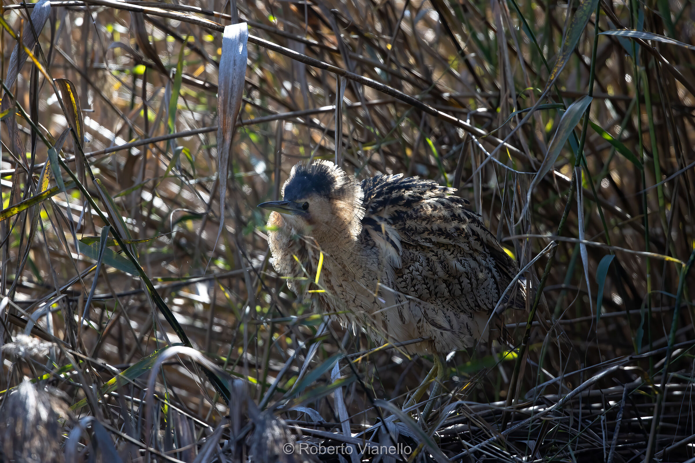 Trabuso (Botaurus stellaris)