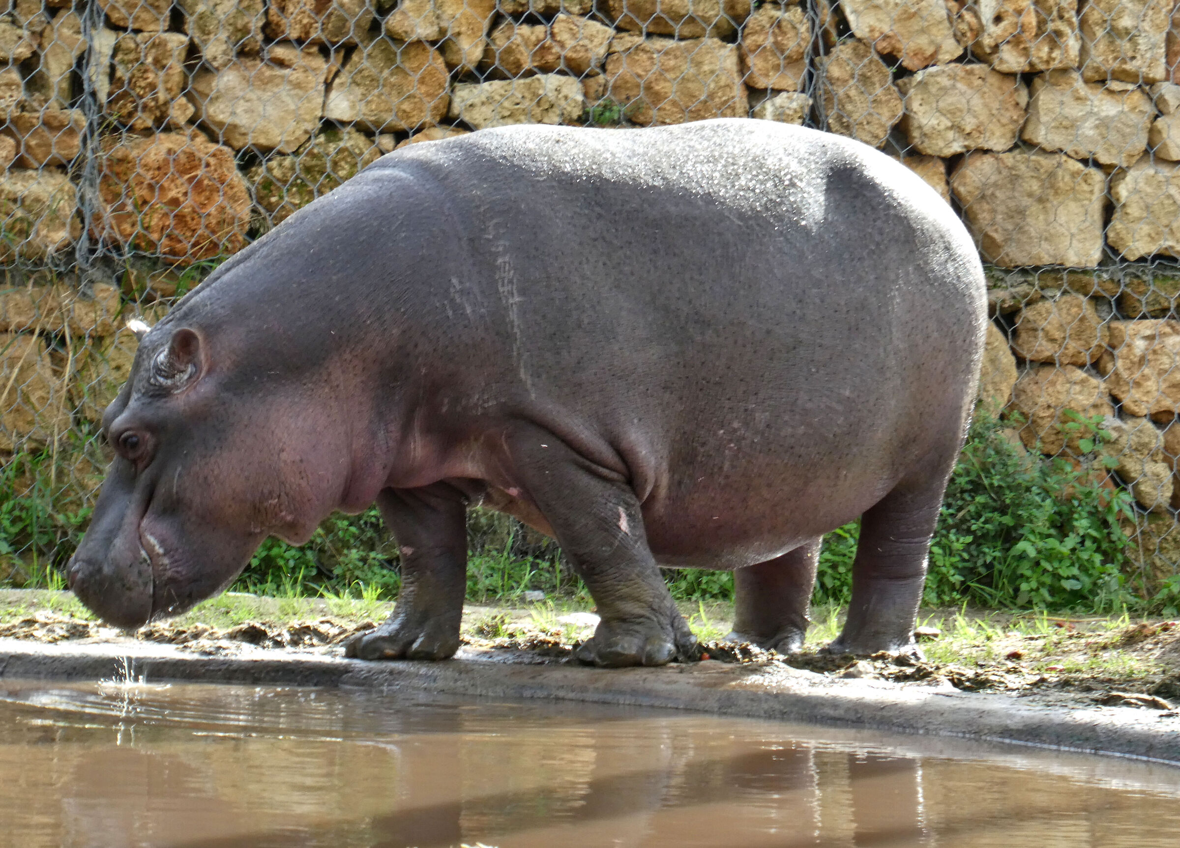 Hippopotamus
