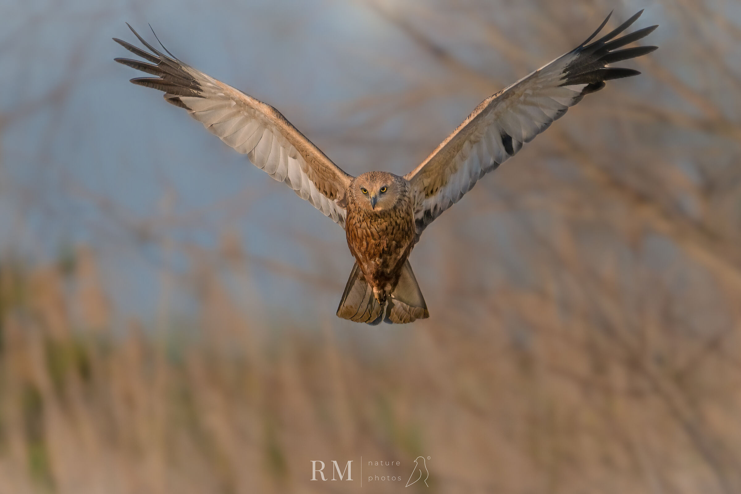 Marsh falcon