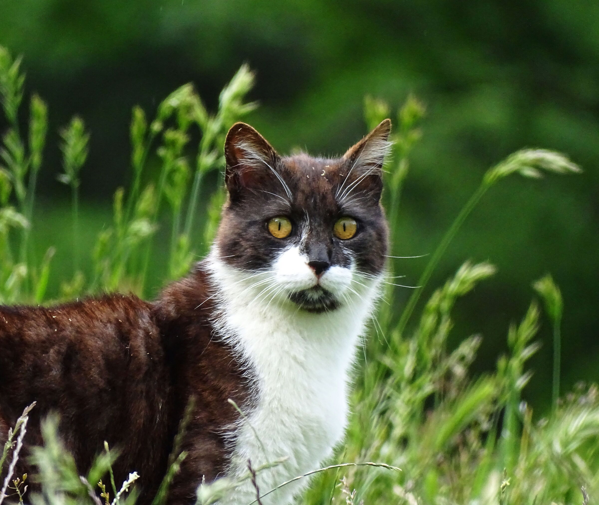 Mother cat on the hunt