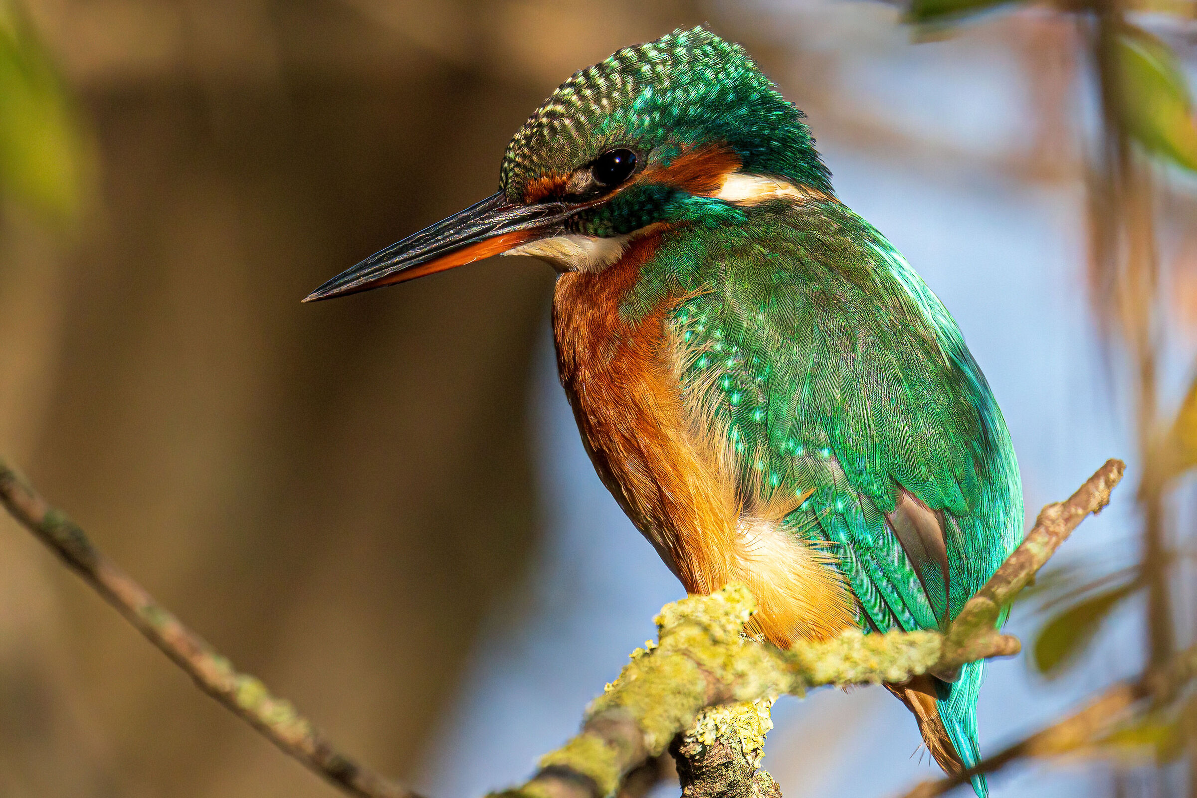 Martin pescatore femmina