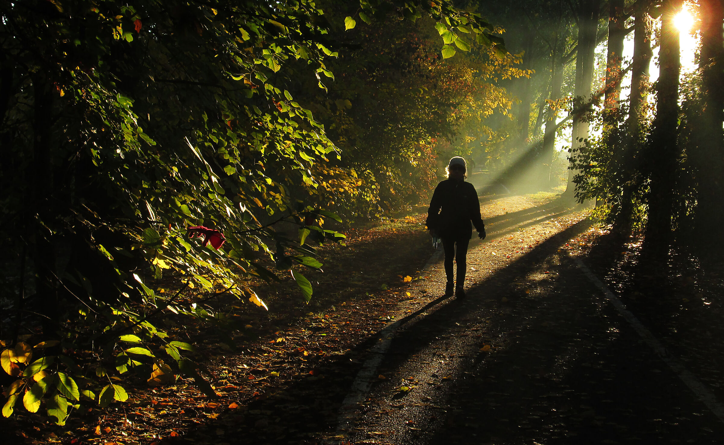 una strada nel bosco