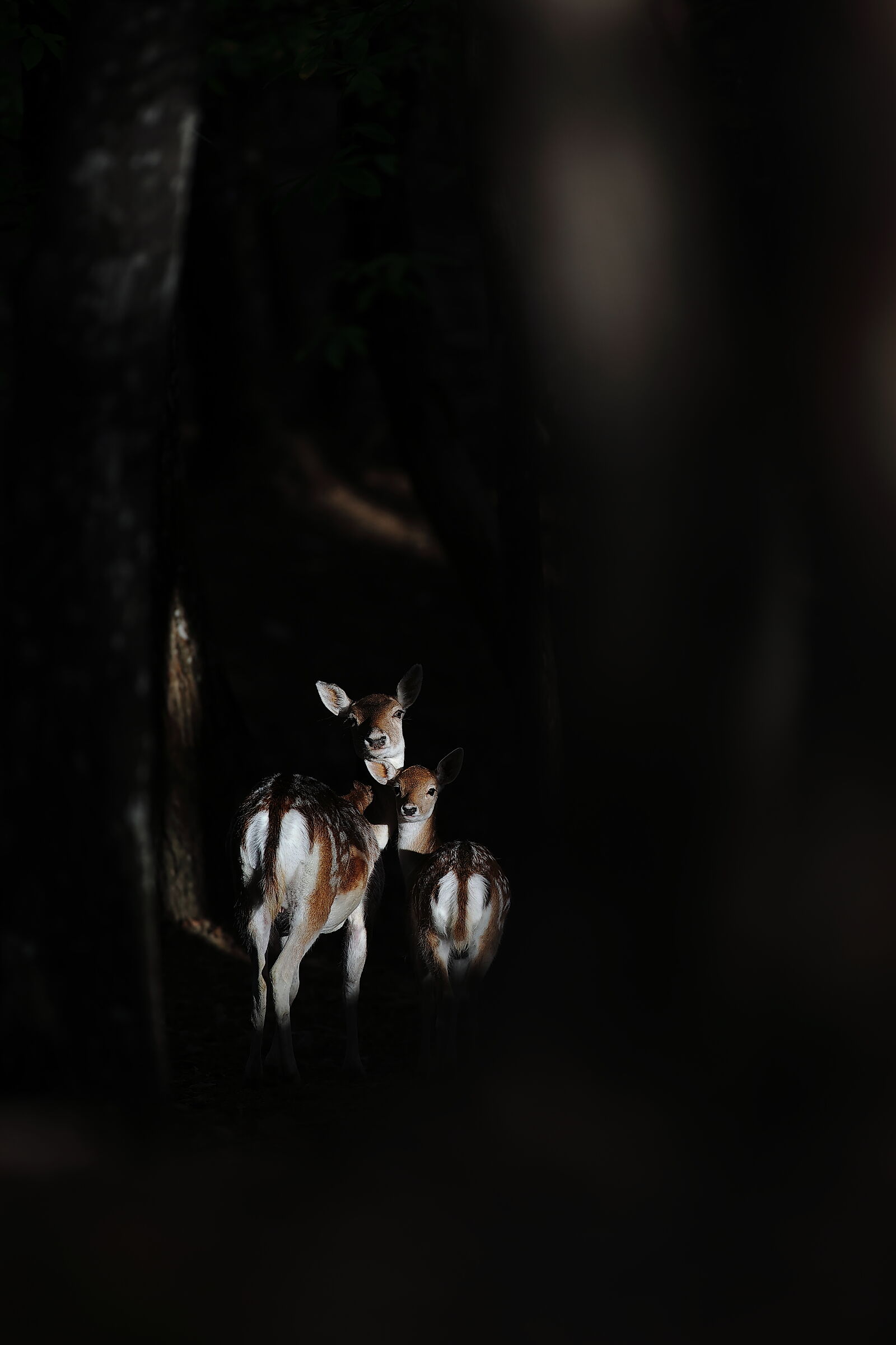 Mother and baby of Daino