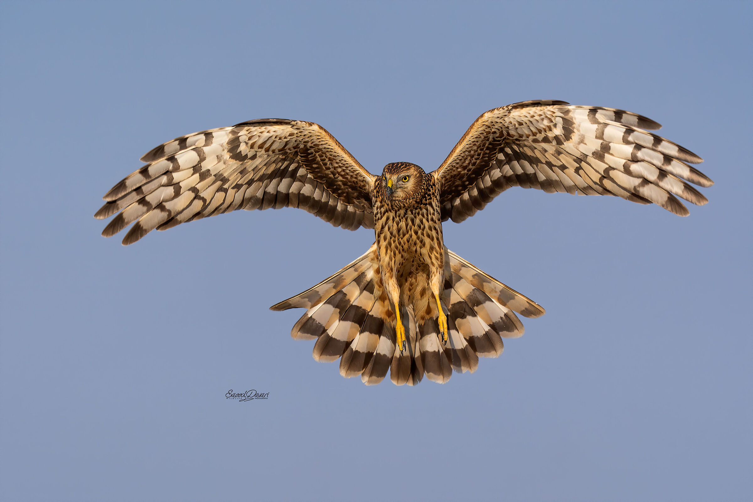 Sonya7iii,200_600,, 1/3200, f:6:3.iso:500,fl:400