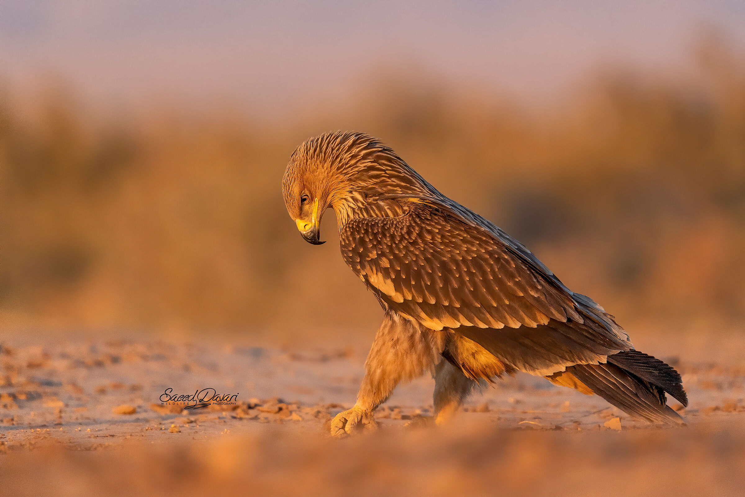 Sonya7iii,200_600,, 1/3200, f:6/3.iso:2500,fl:600