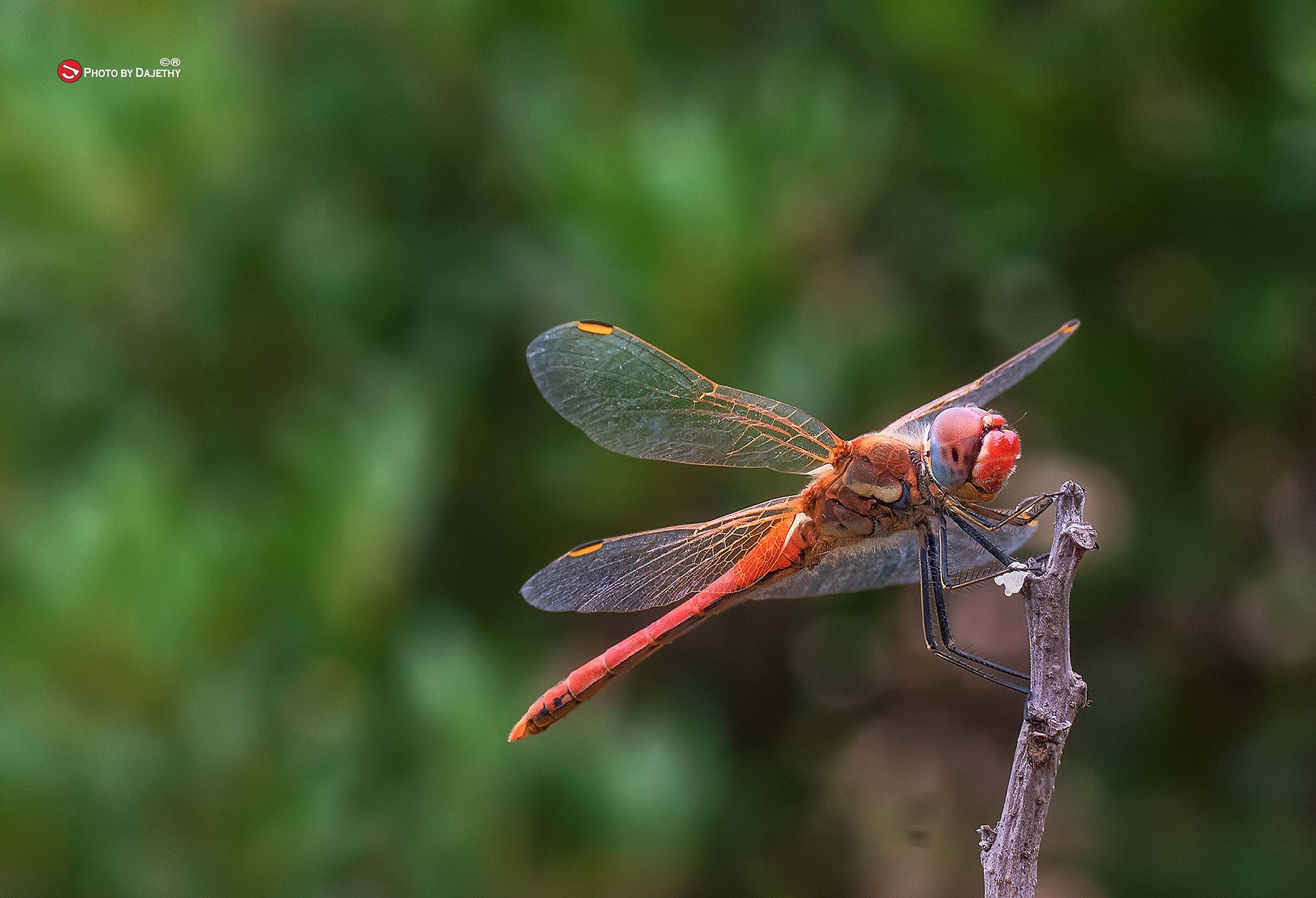 Dragonfly