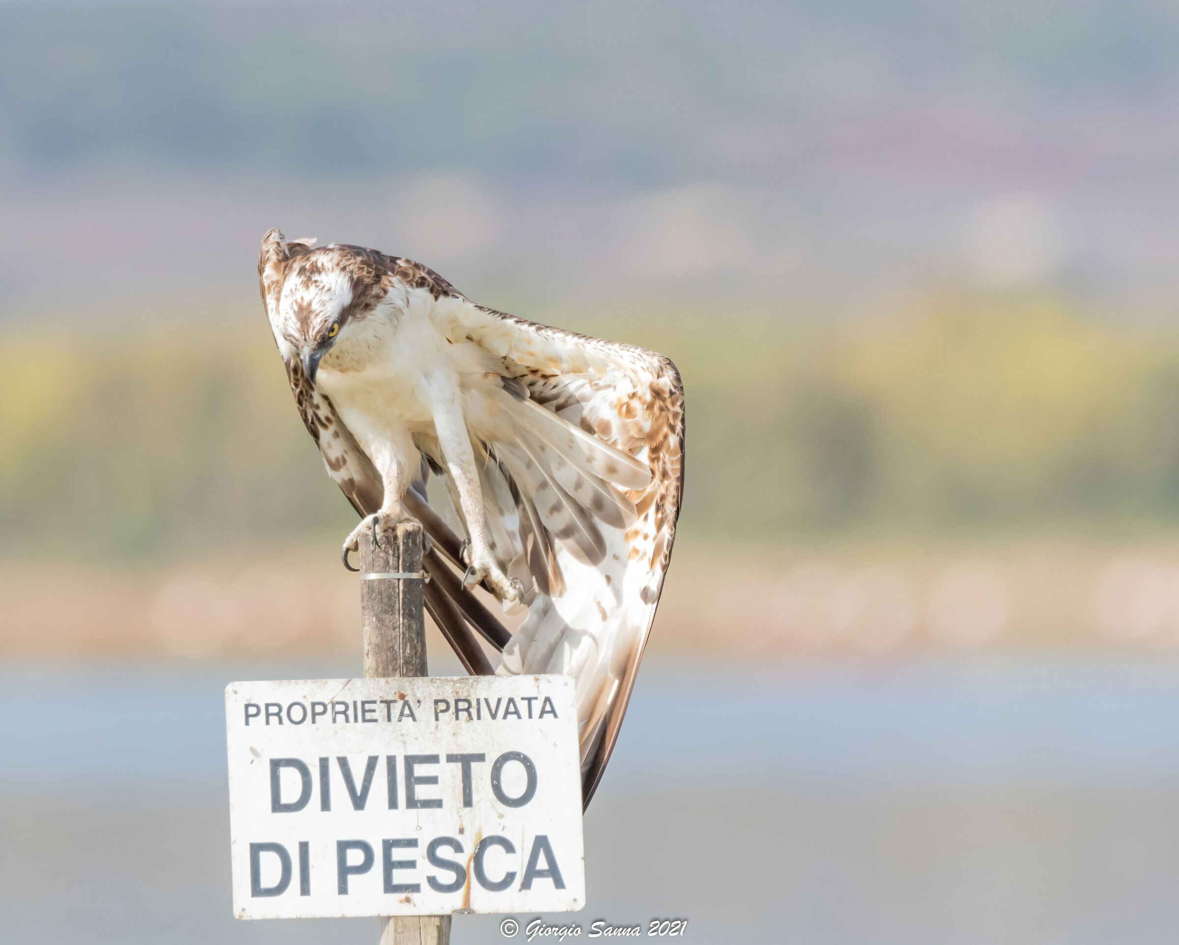 Osprey