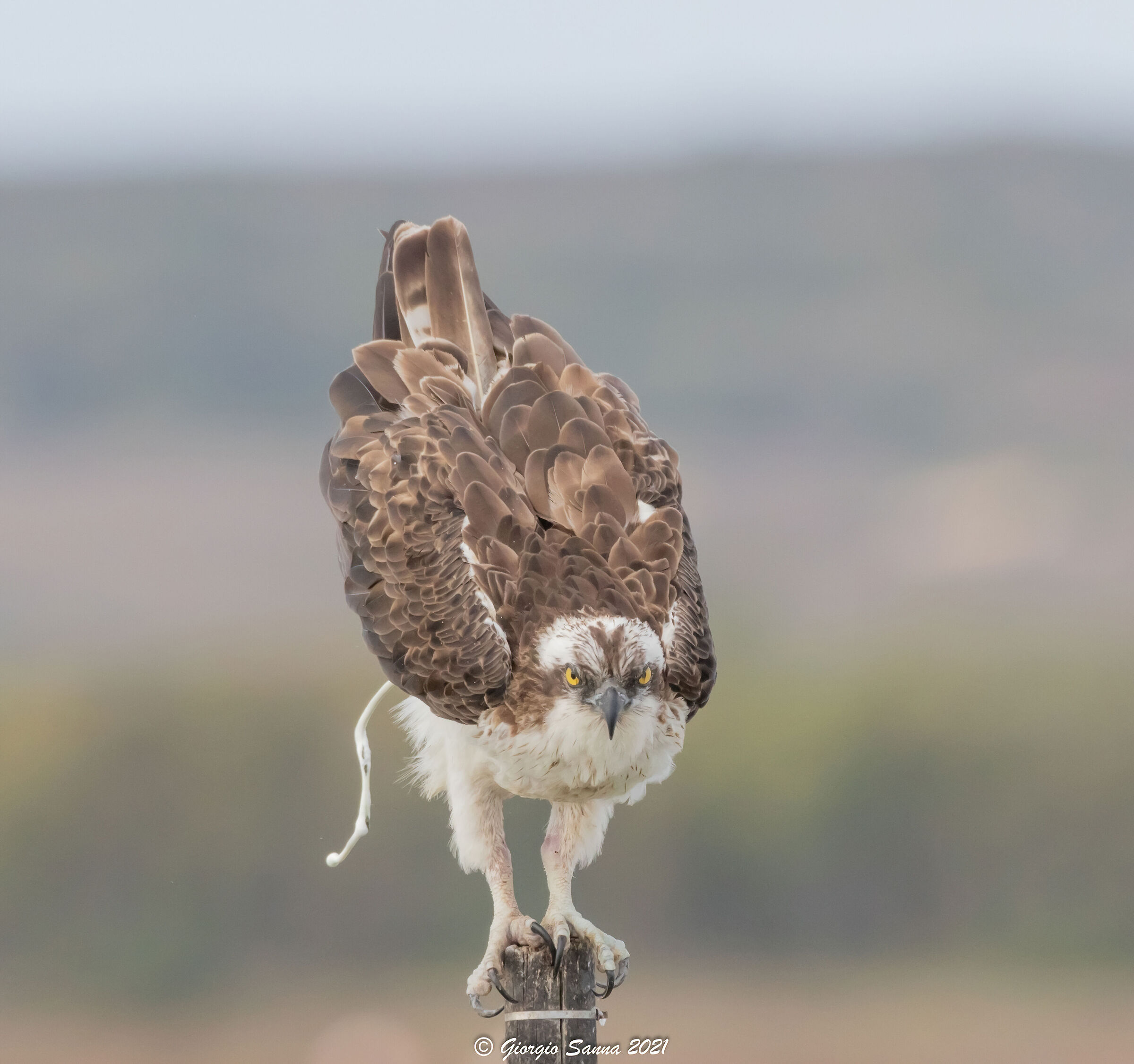 Osprey