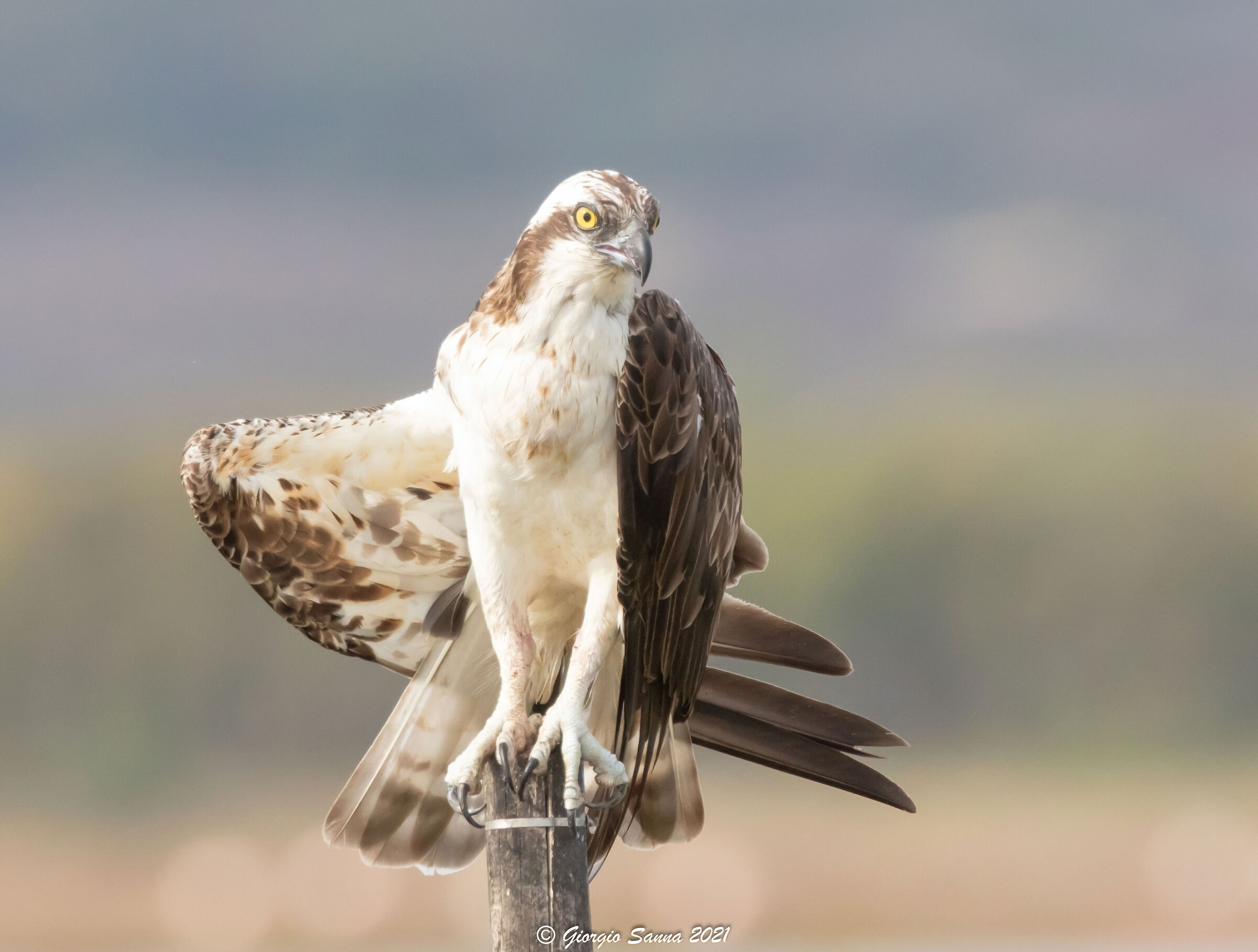 Osprey