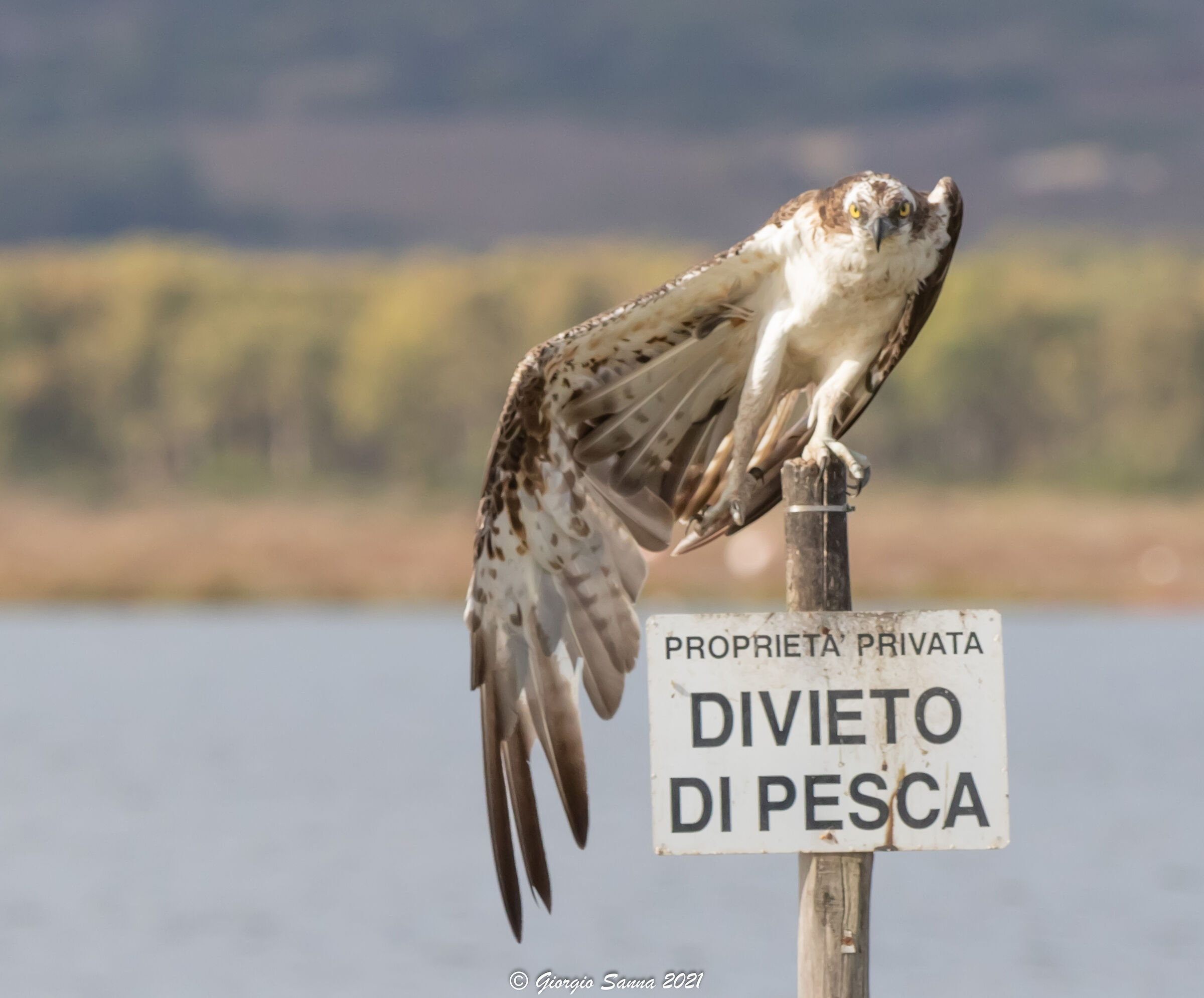 Osprey