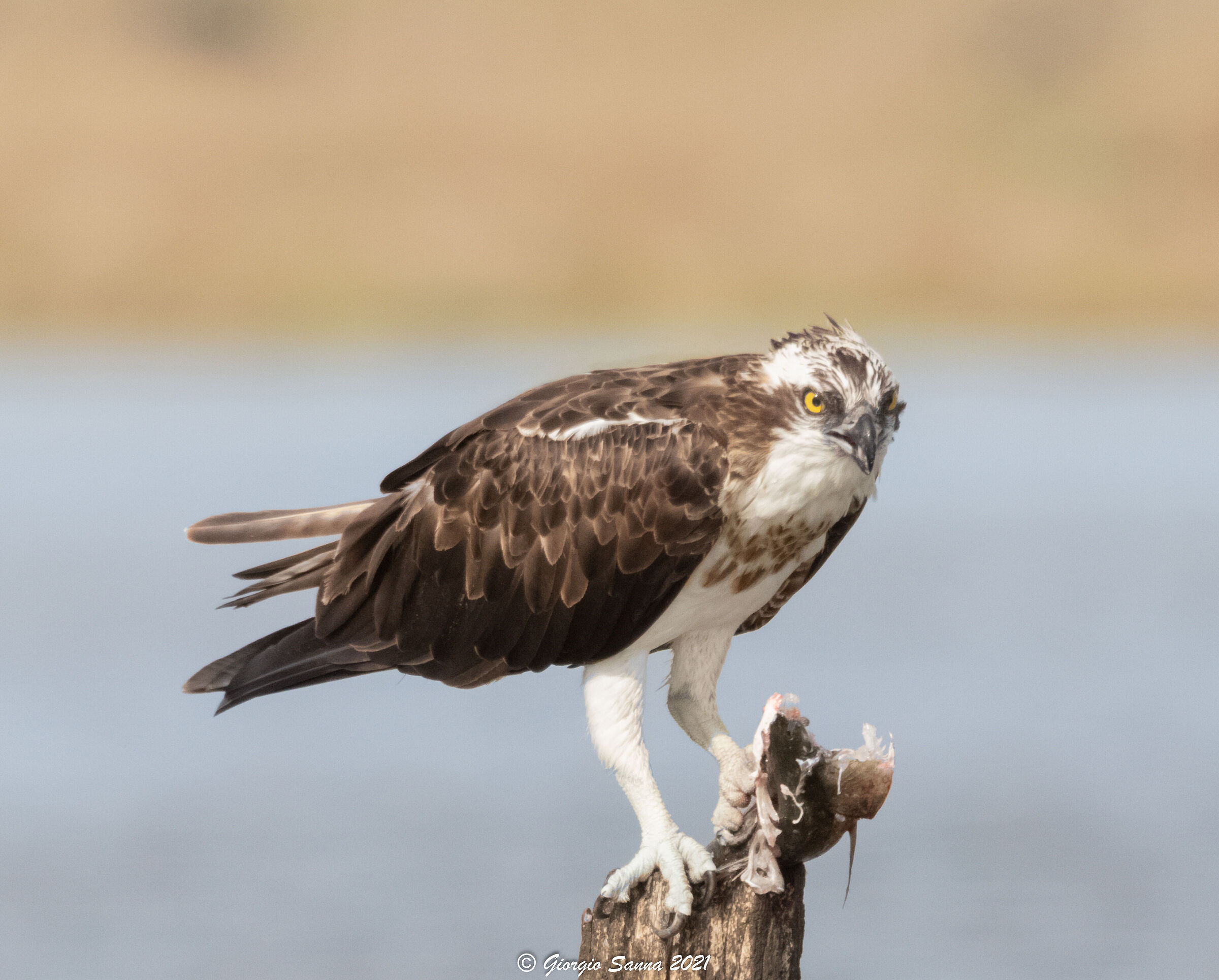 Osprey
