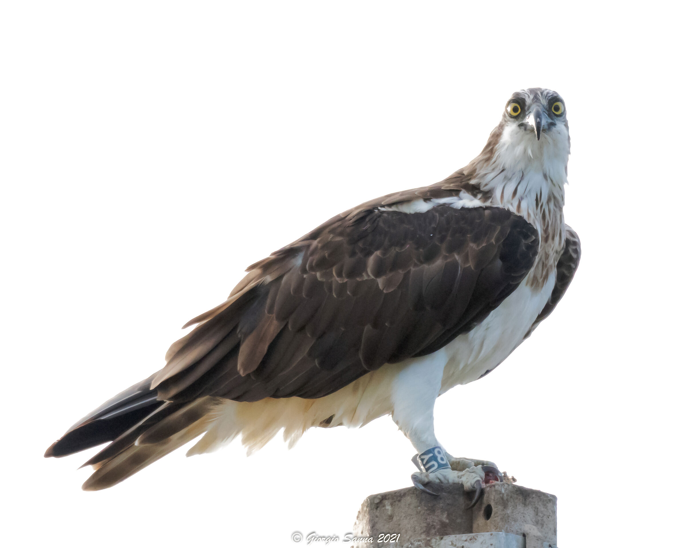 Osprey
