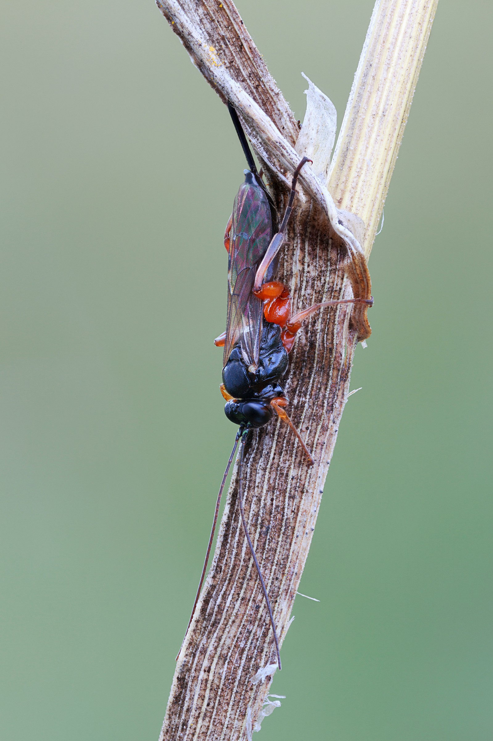 Ichneumon wasp