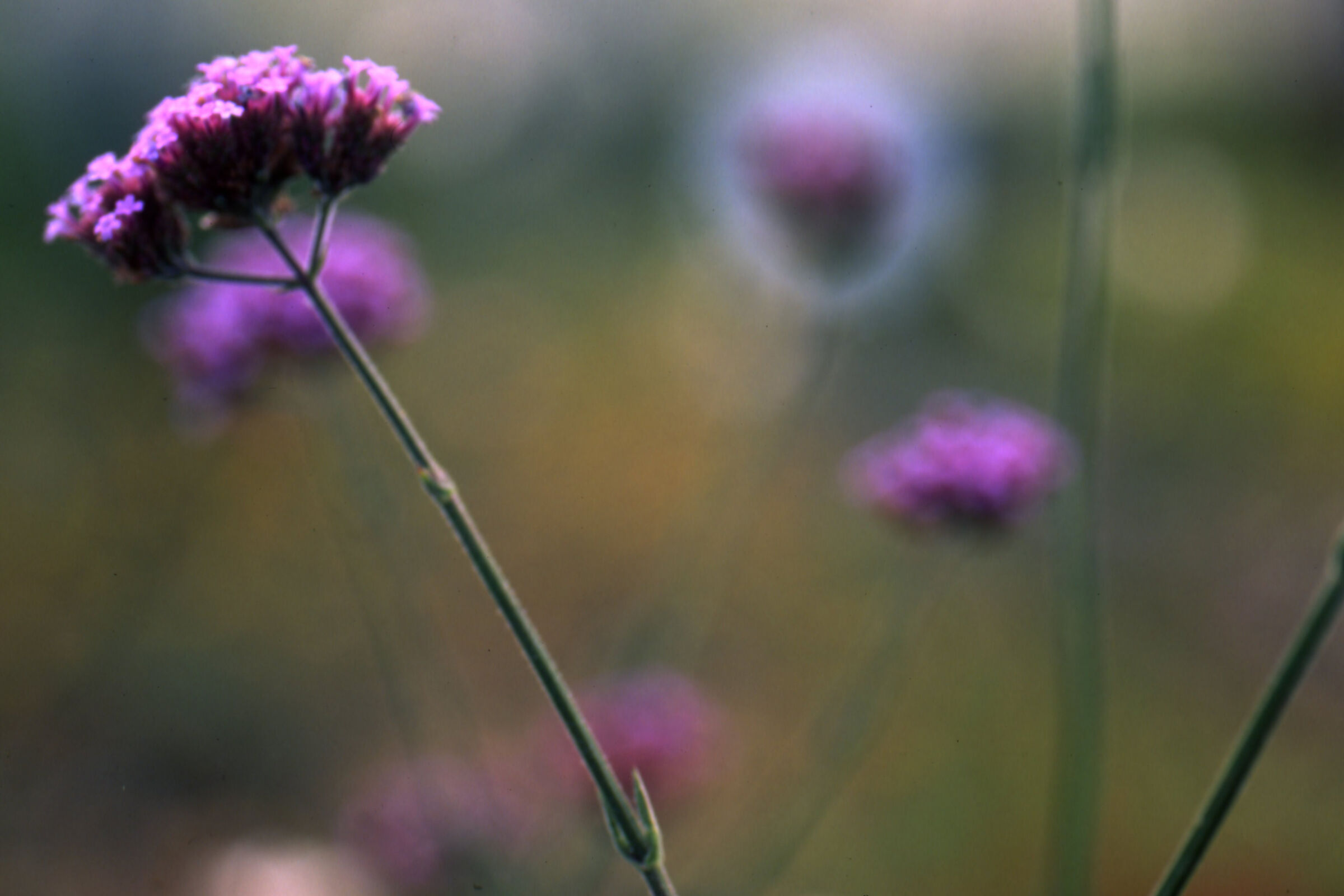 Leicaflex sl2 senza titolo