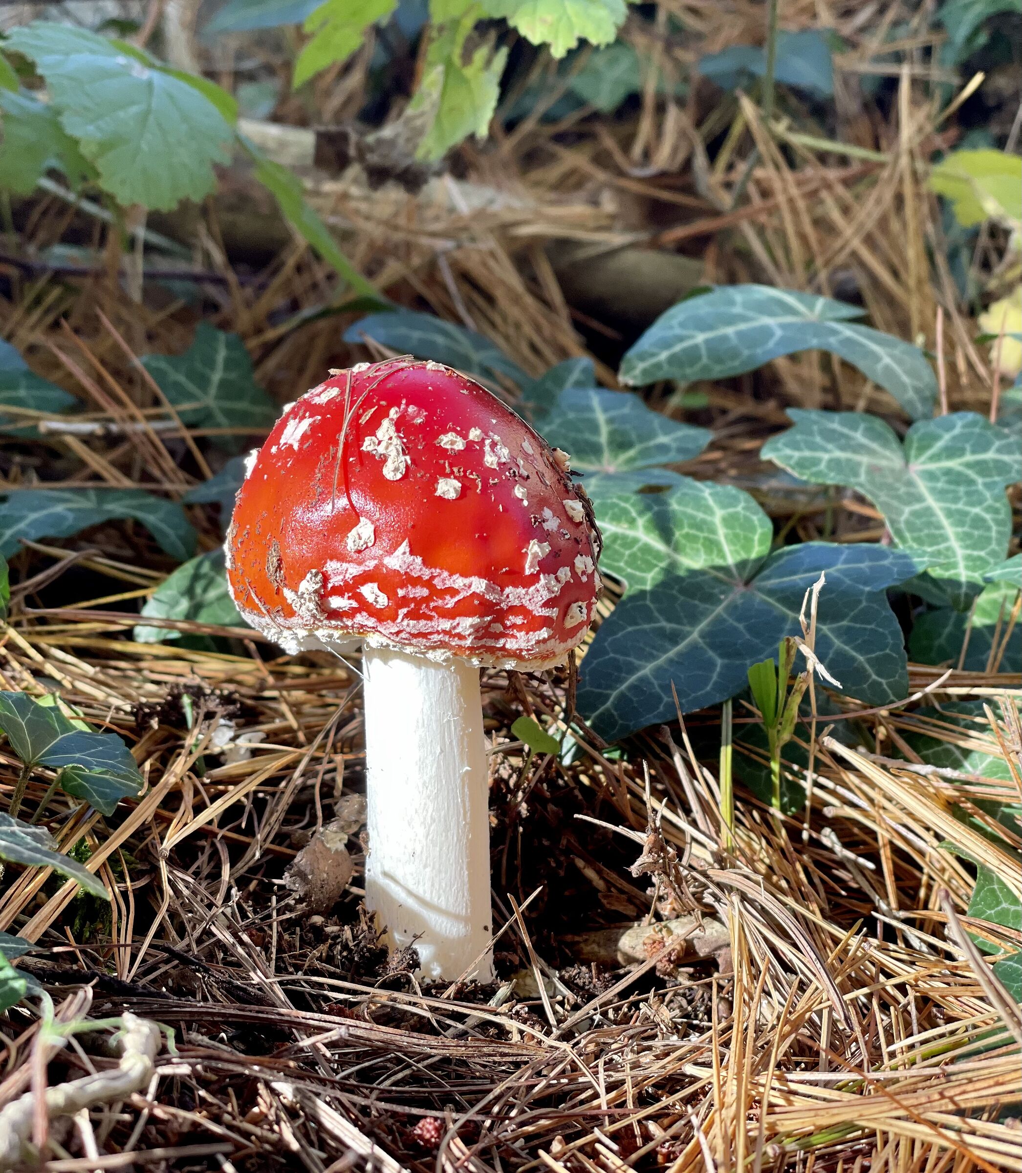 Vestita di rosso nel bosco!