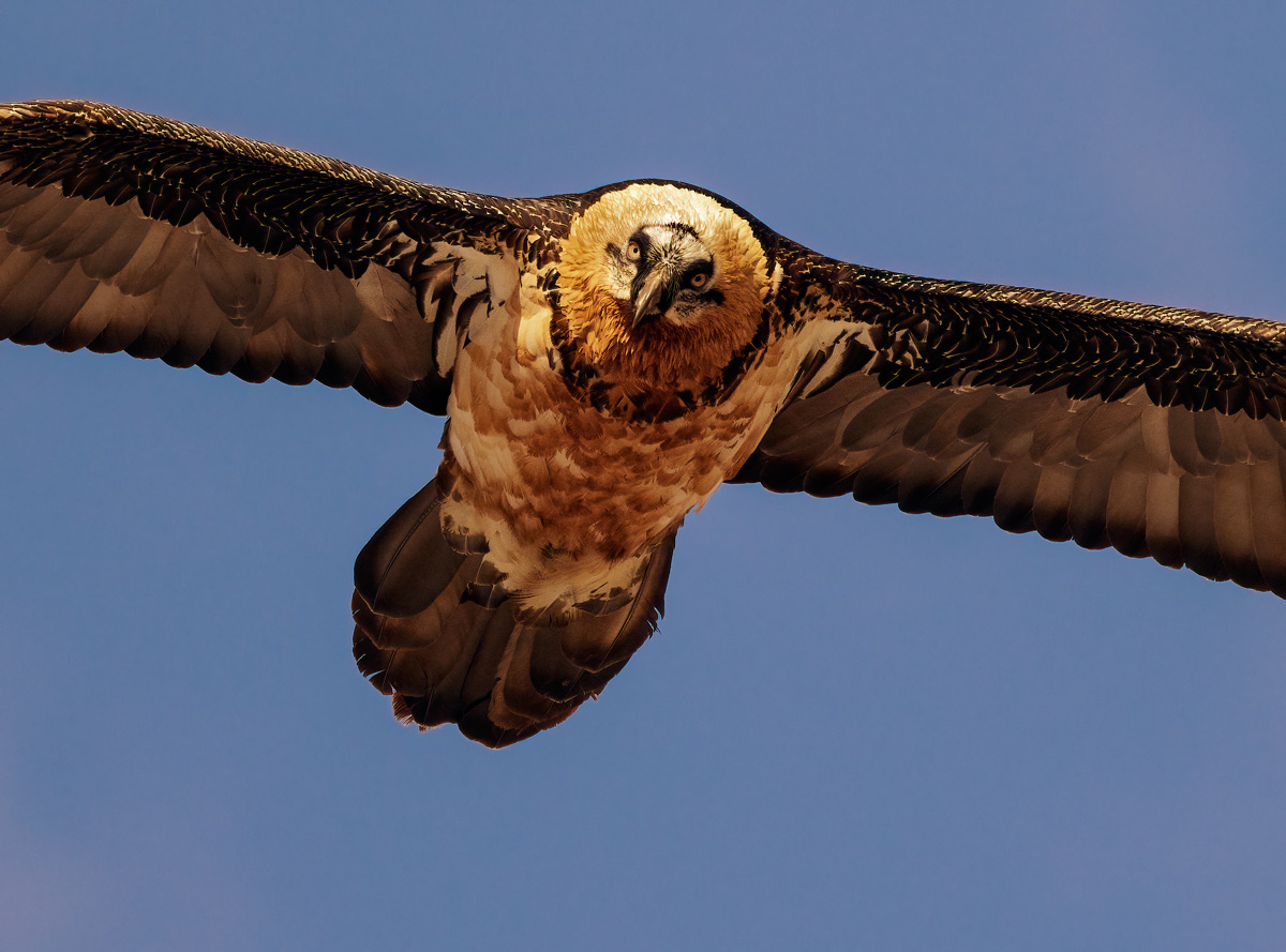 Bearded vulture 10/2021