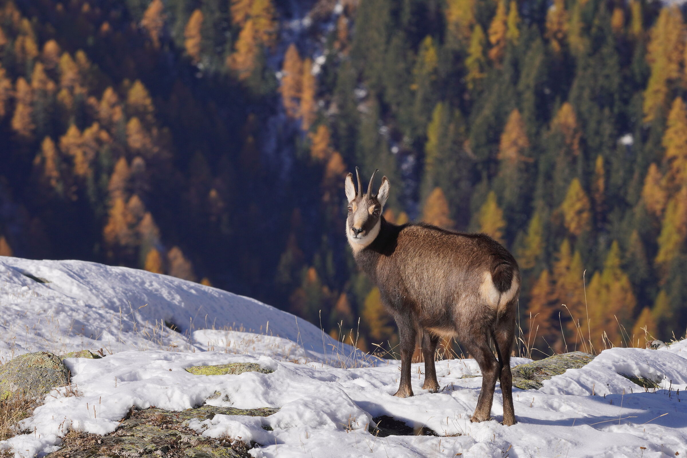 Chamois