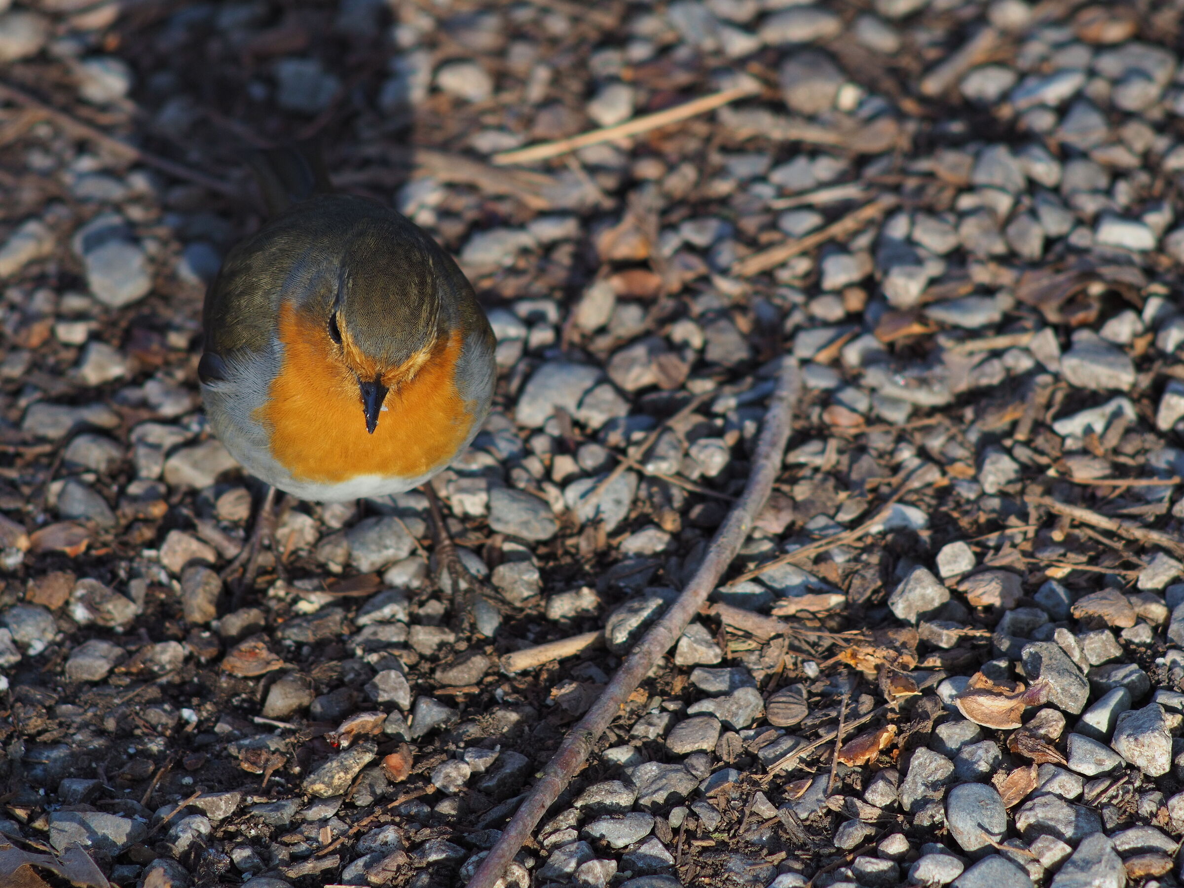 Nikkor 180 a f2.8, fuoco manuale e jpg da camera.