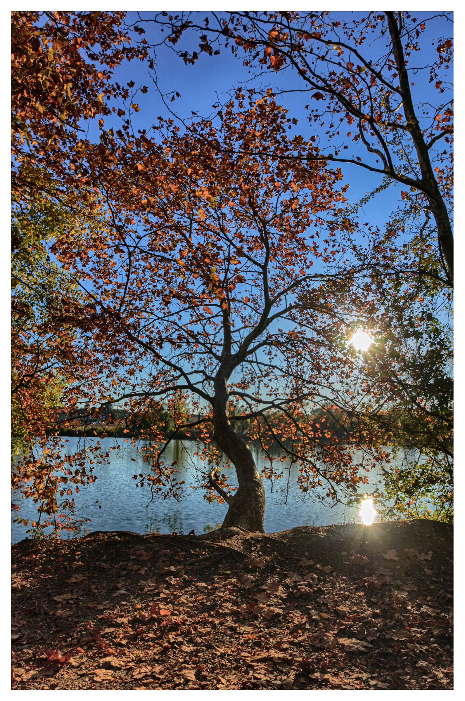The tree of Autumn