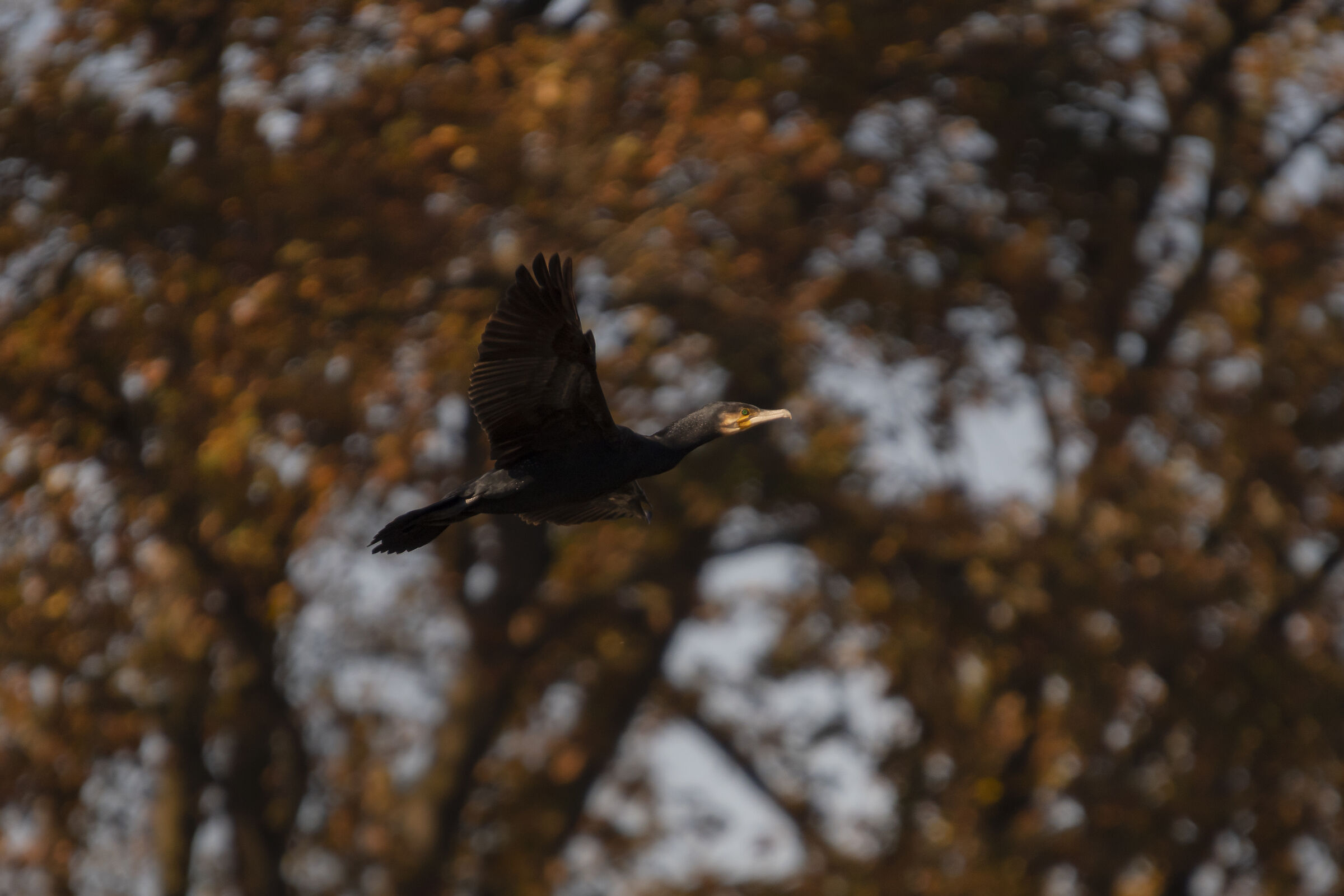 Cormorant in flight