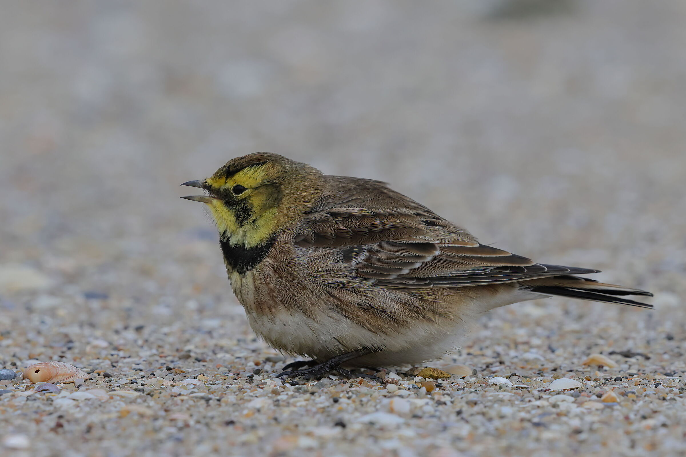 Shore lark