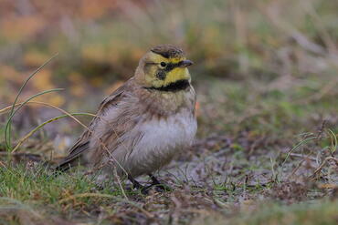 Eremophila alpestris