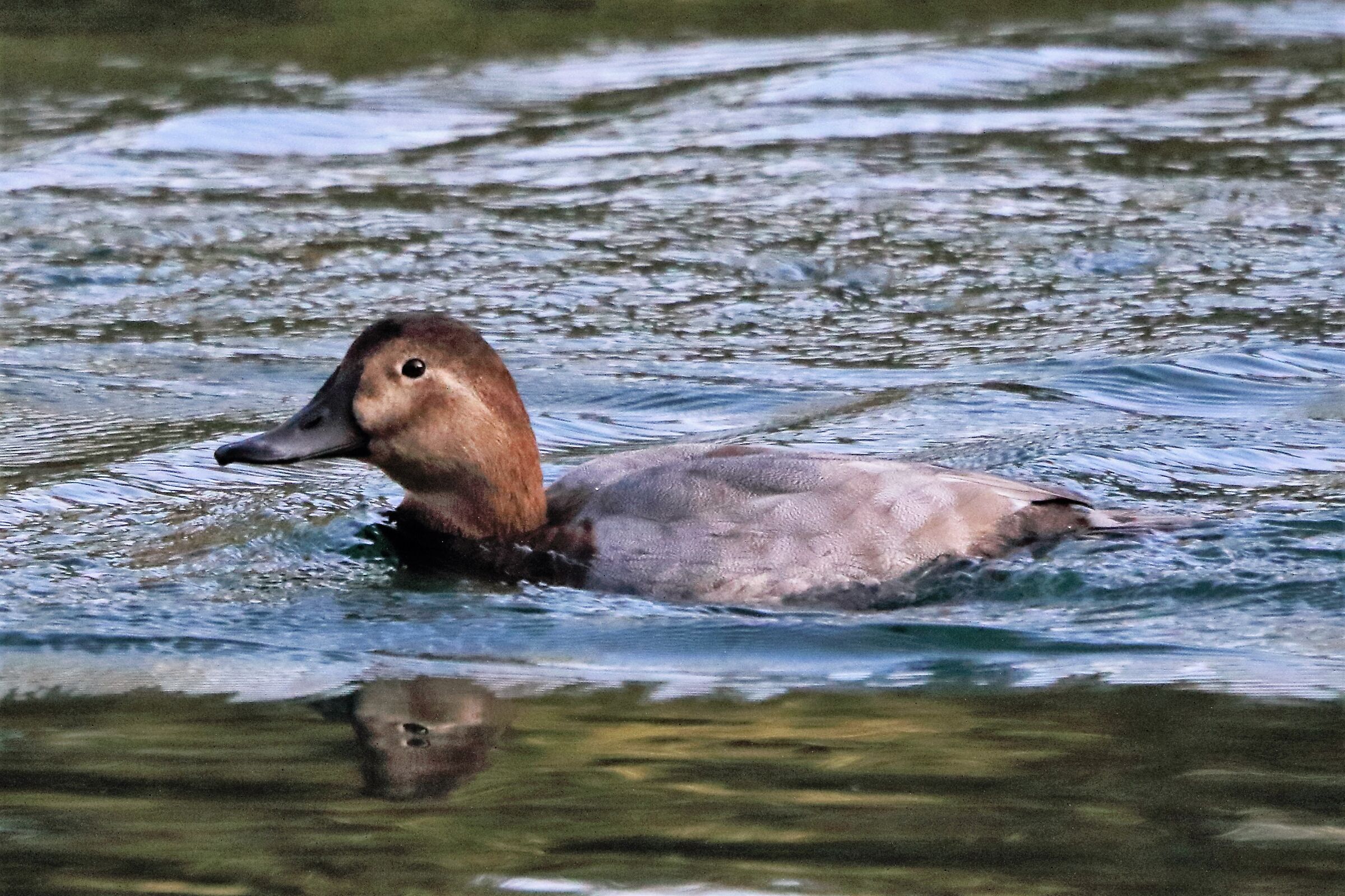 Common pochard