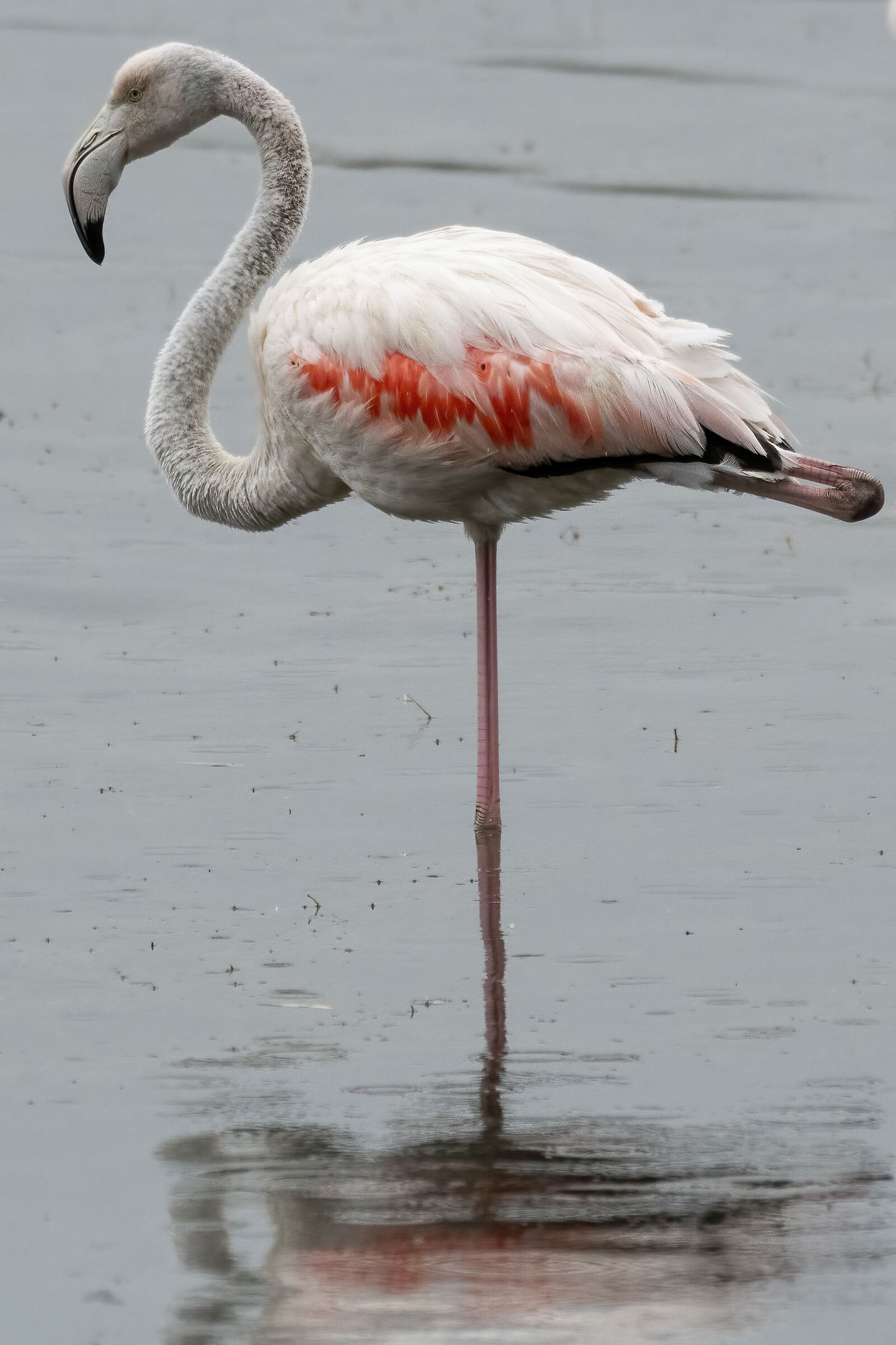 Flamingos (Phoenicopterus)