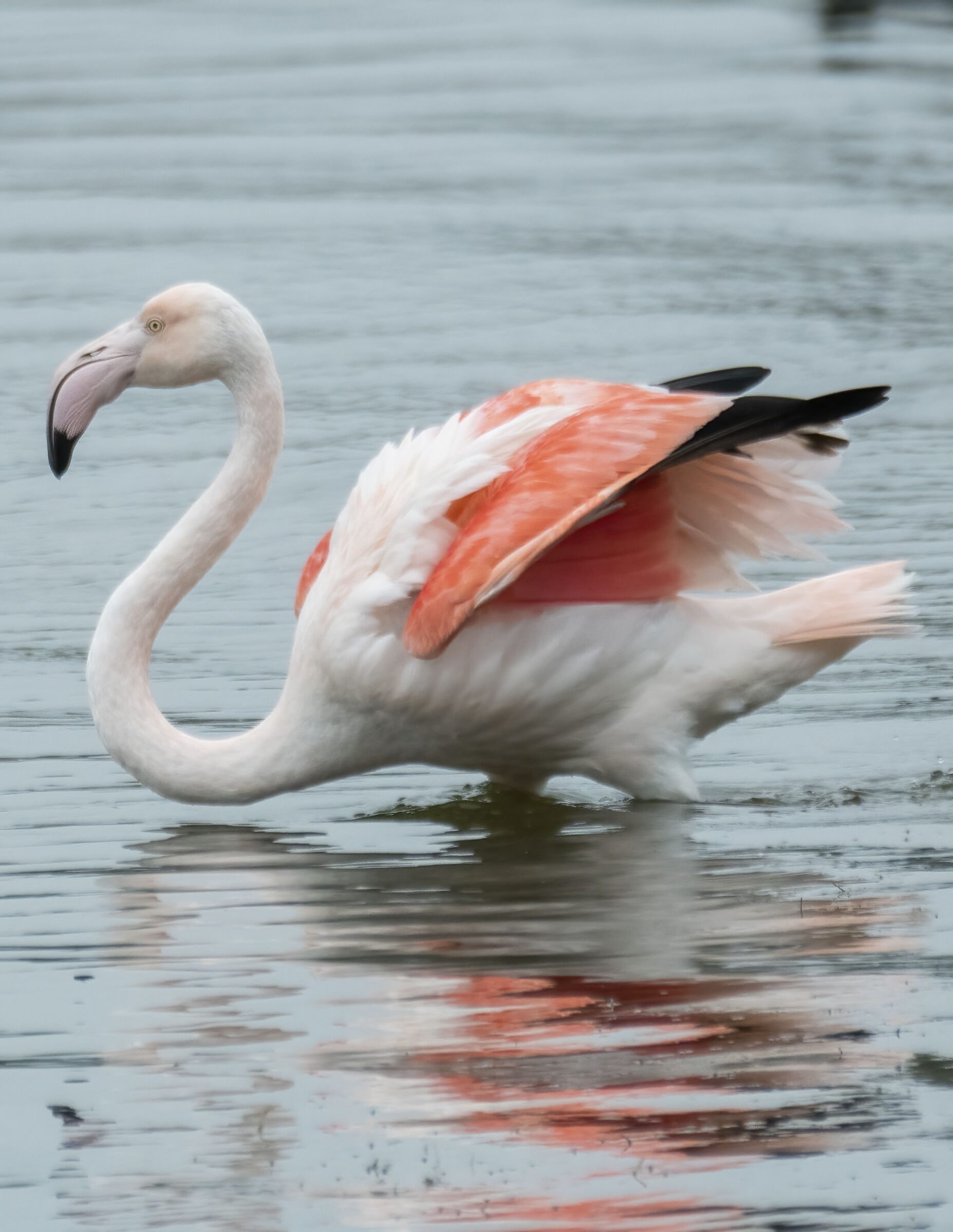 Flamingos (Phoenicopterus)