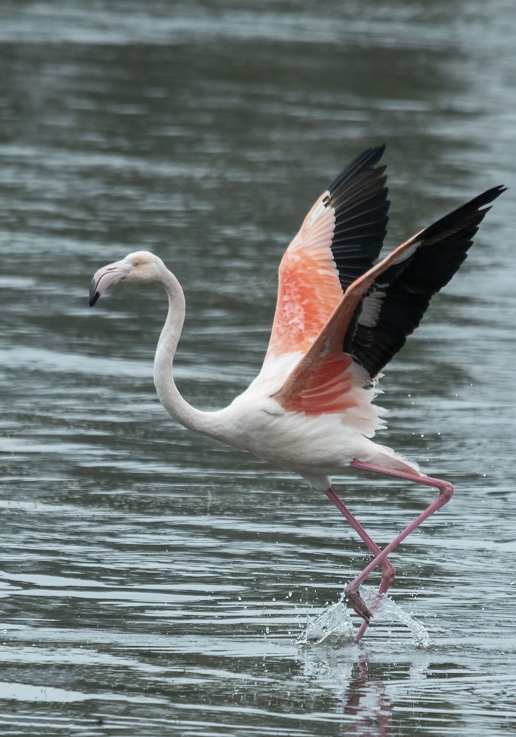 Fenicotteri (Phoenicopterus)
