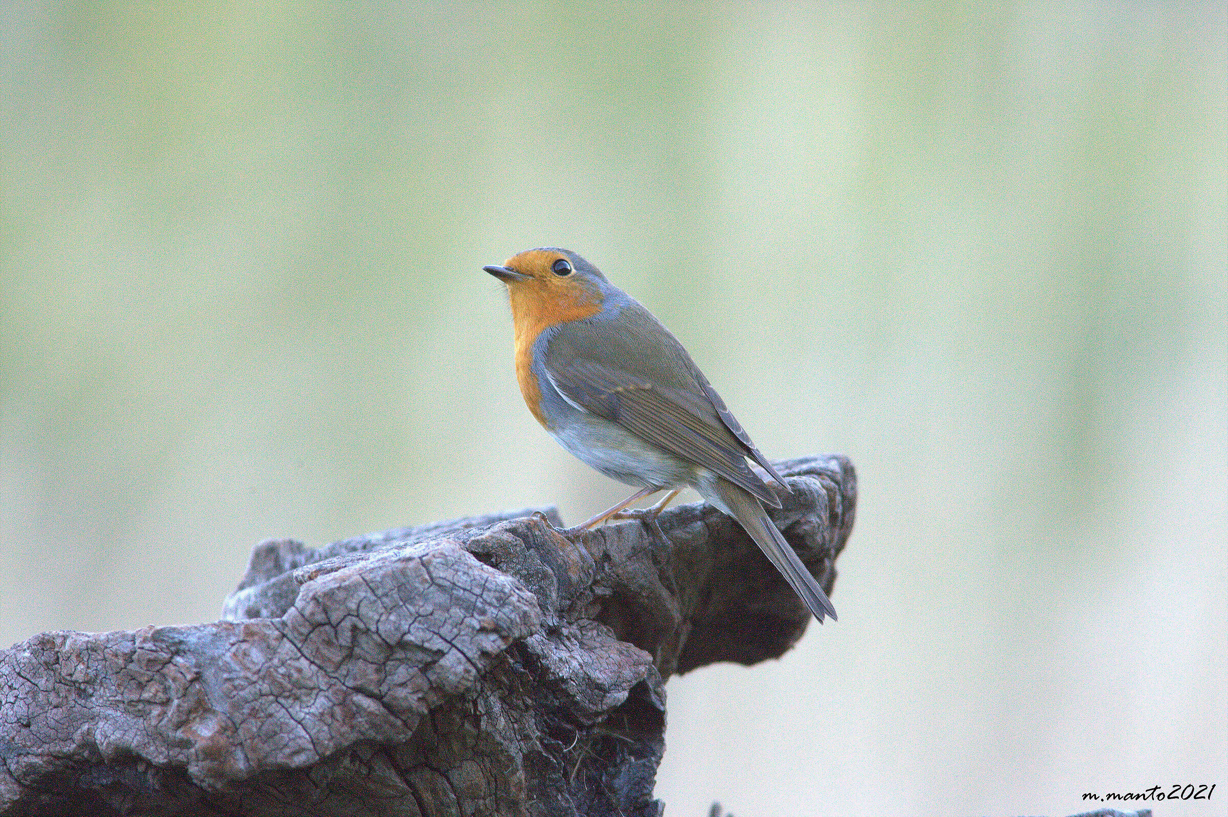 il pettirosso