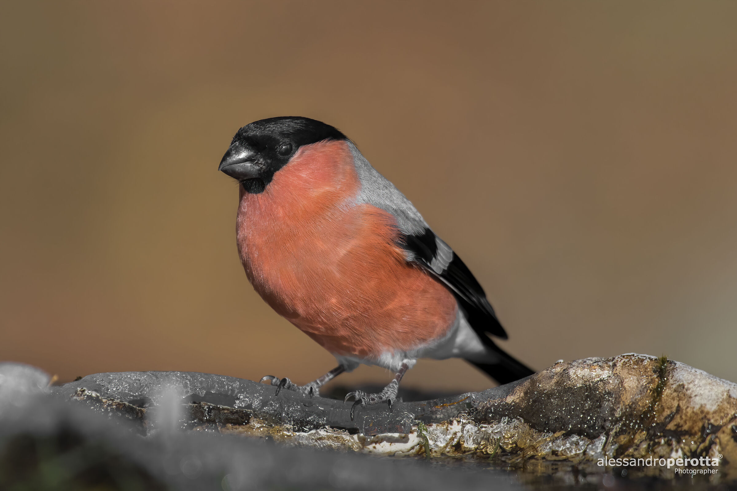 Pyrrhula pyrrhula (M)