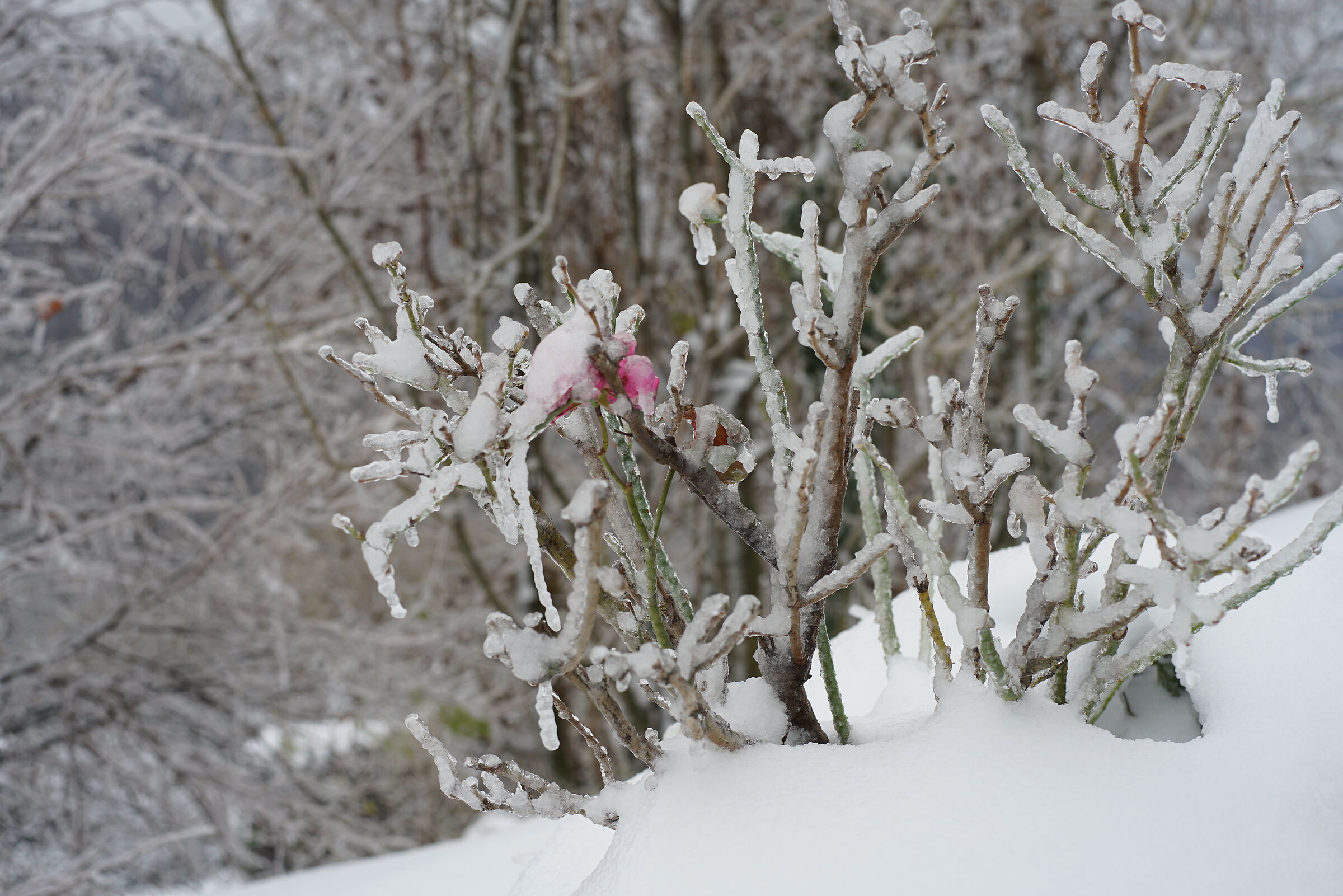 I colori dell'inverno