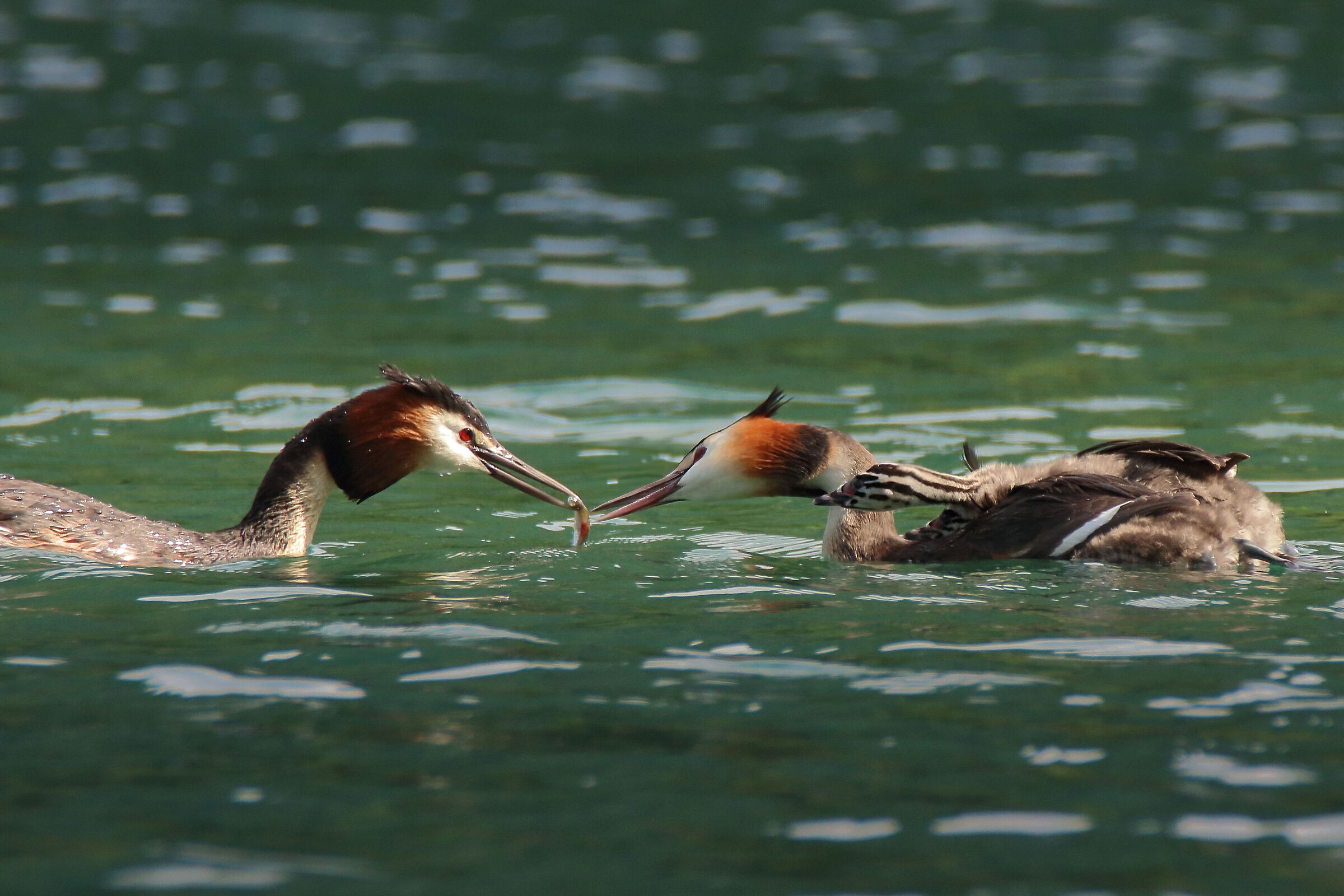 quanta delicatezza....