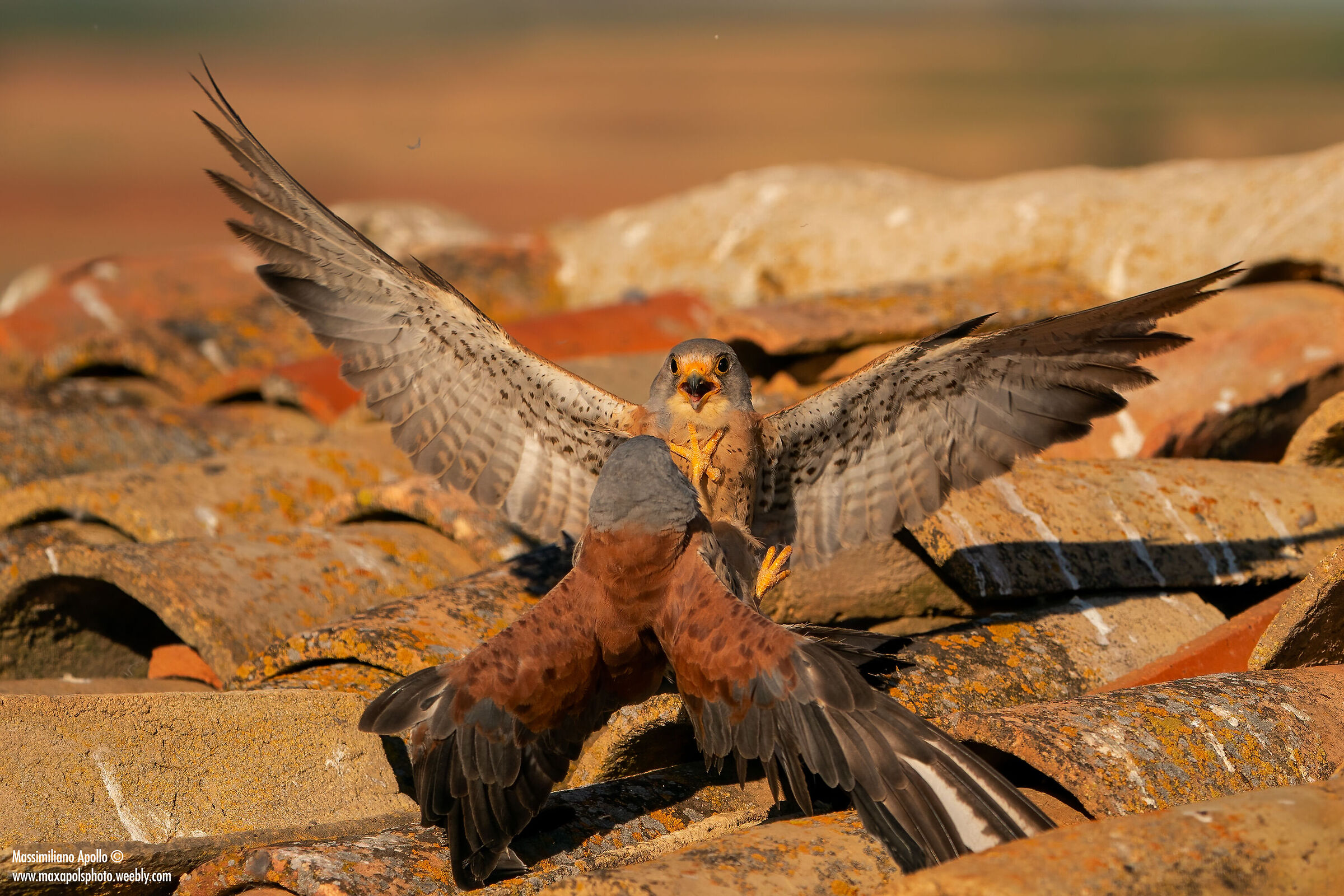 lite tra i tetti 2...