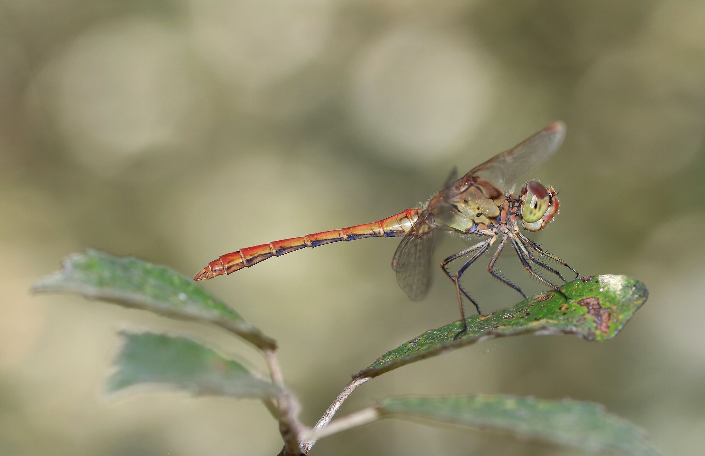 Sympetrum Fonscolombii