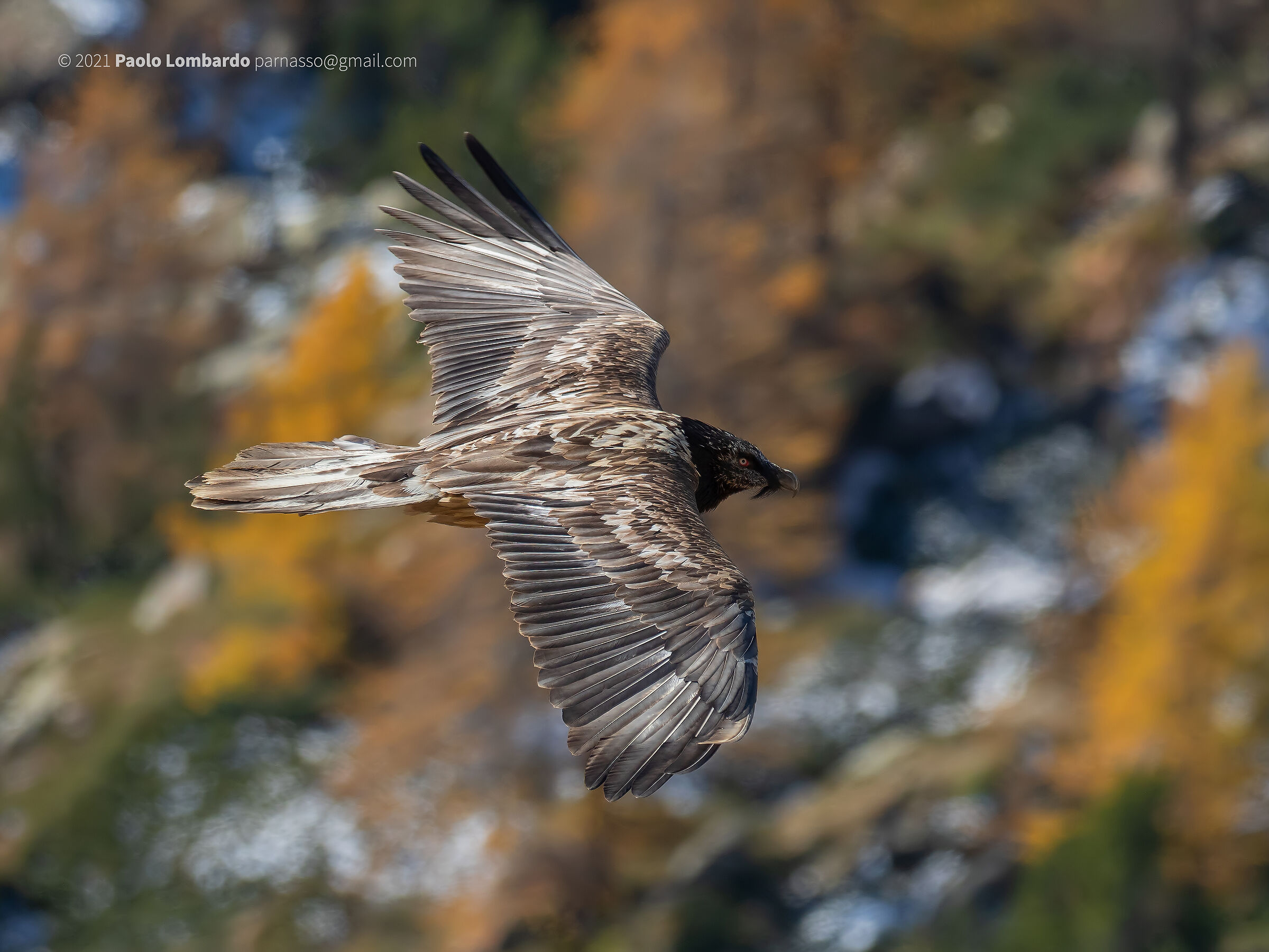 Gypaetus barbatus - Bearded vulture - Gipeto