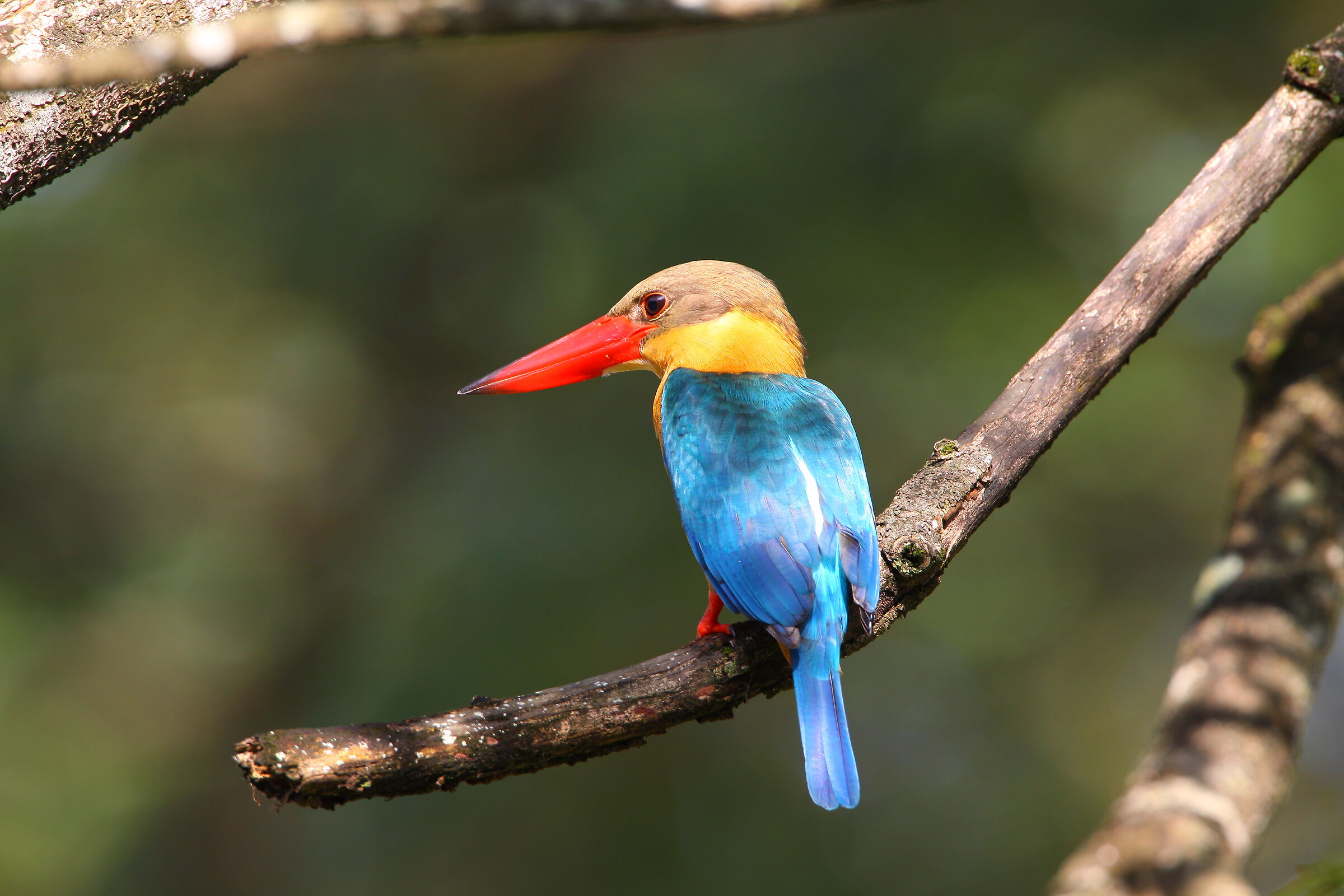 Martin pescatore dal becco di cicogna