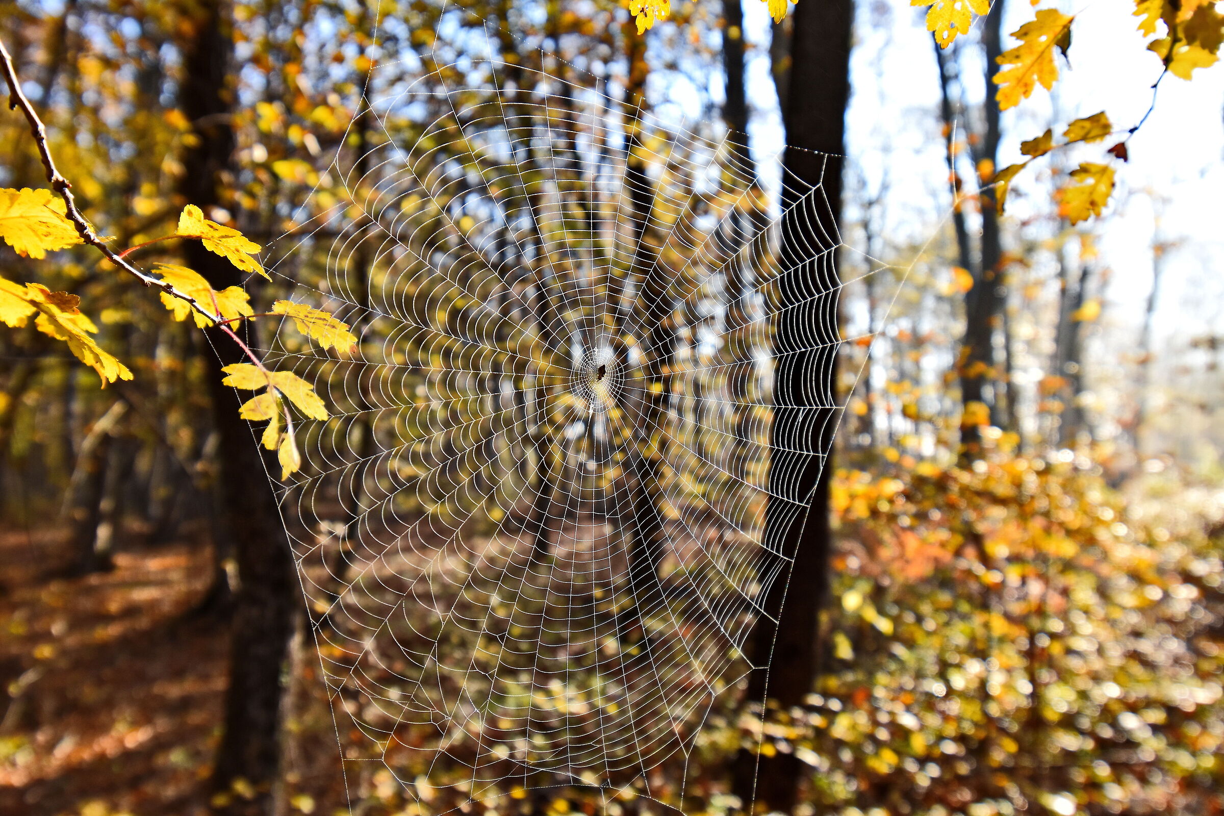 World Wide Web